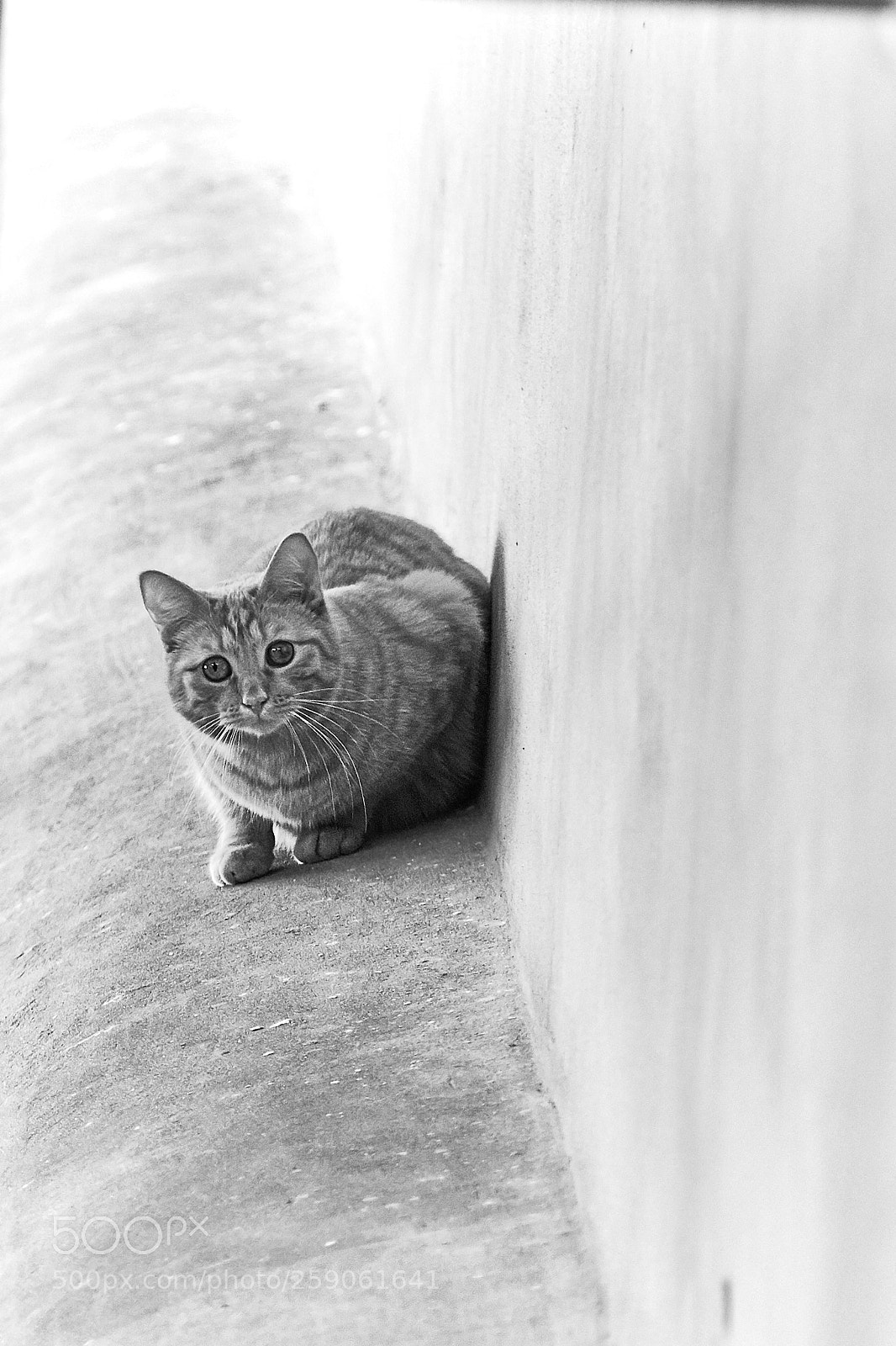Canon EOS 650D (EOS Rebel T4i / EOS Kiss X6i) sample photo. Cat photography