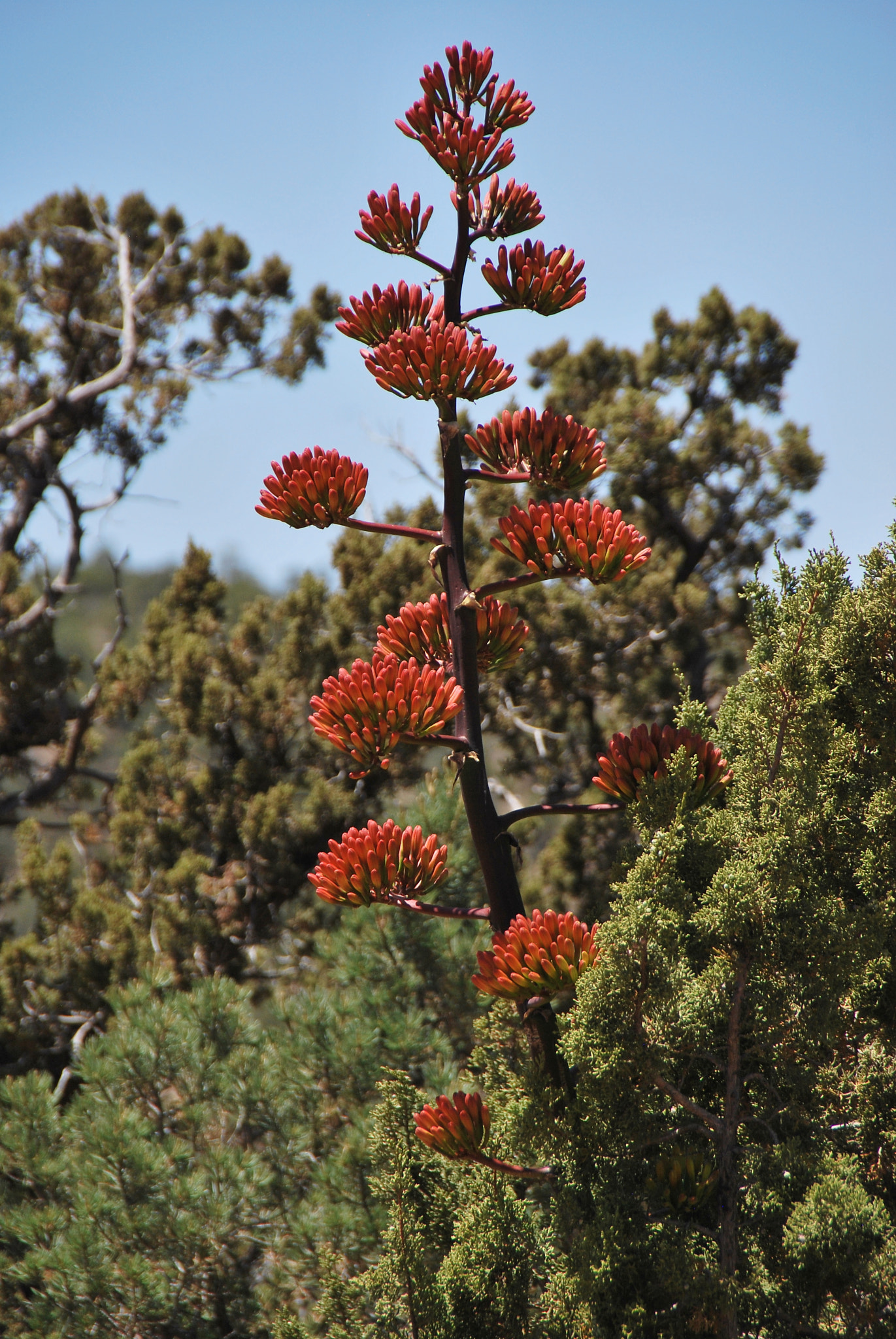Nikon D60 sample photo. Century plant photography