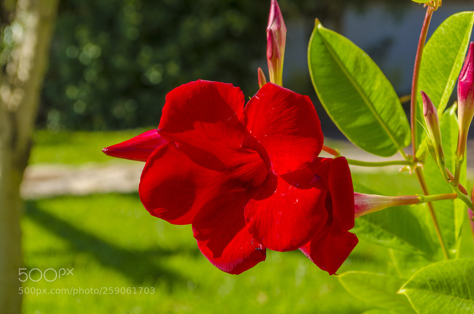Nikon D5100 sample photo. Mandevilla photography