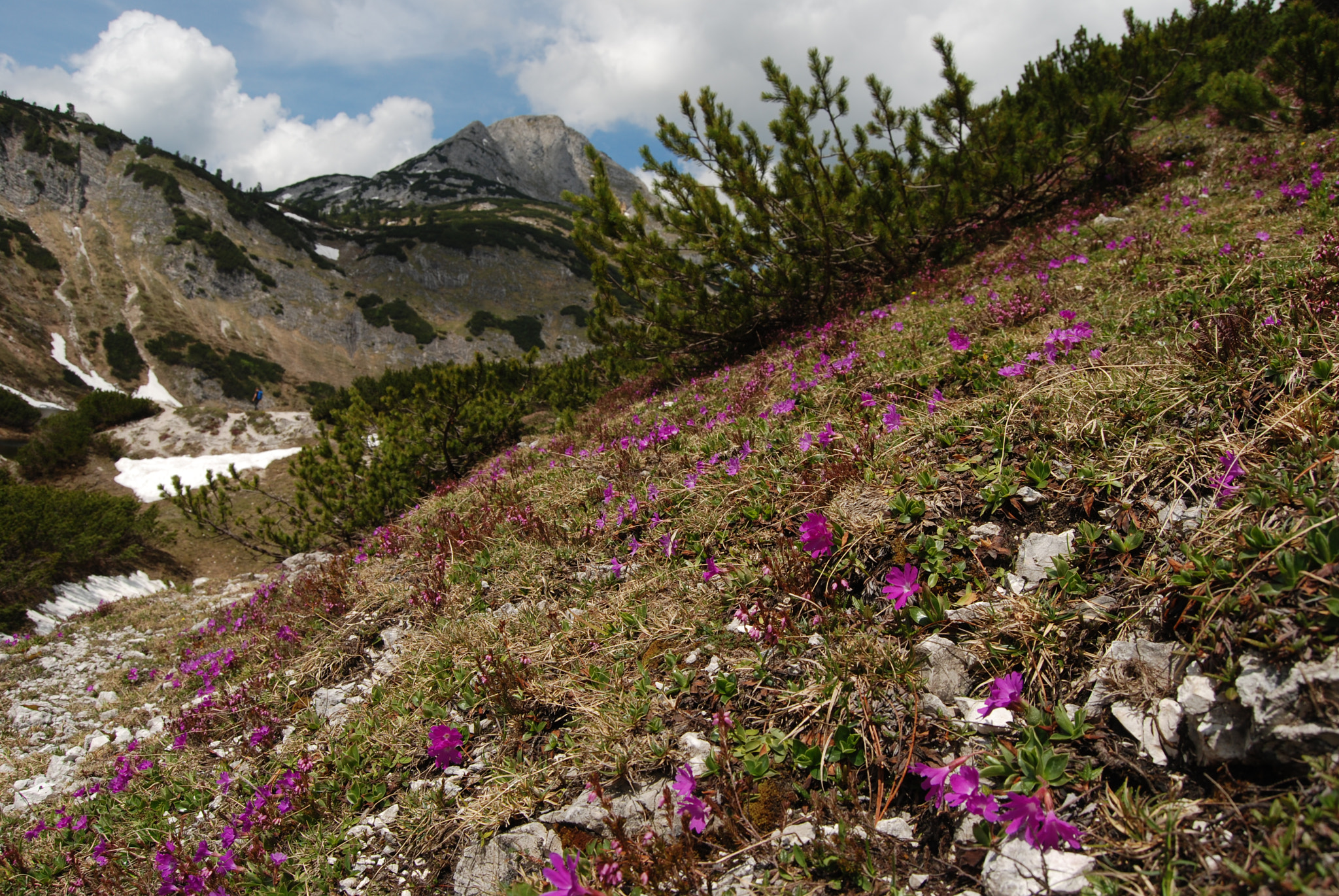 Nikon D80 sample photo. Flower mountain photography