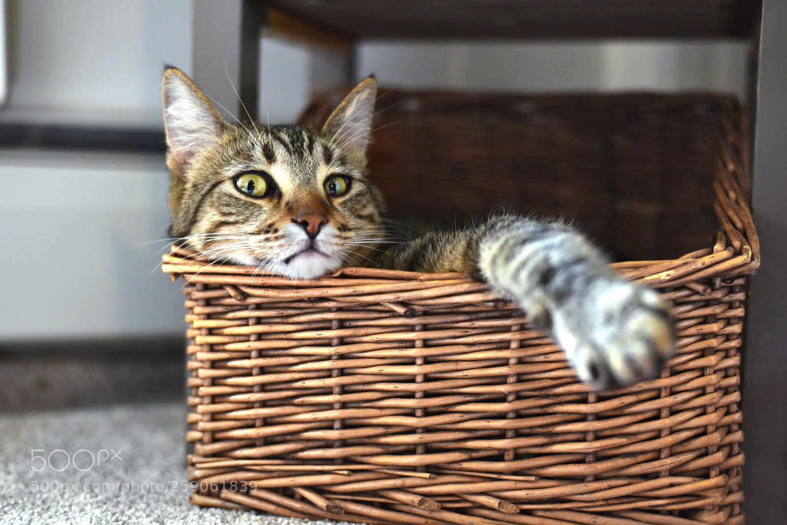 Nikon D750 sample photo. Cat basket photography