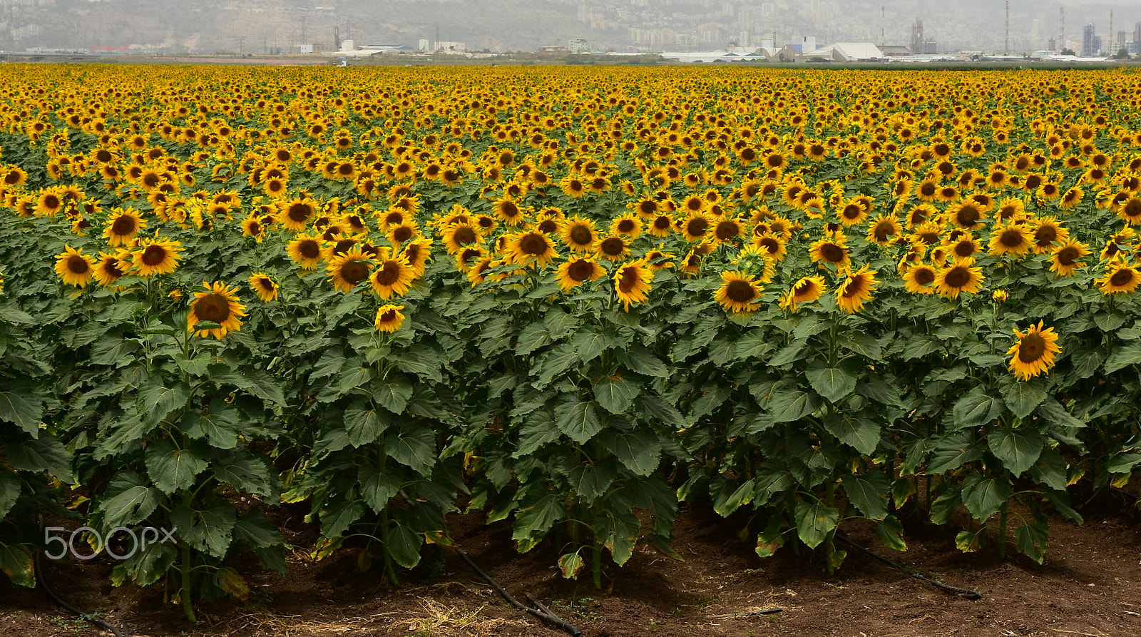 Nikon D7200 sample photo