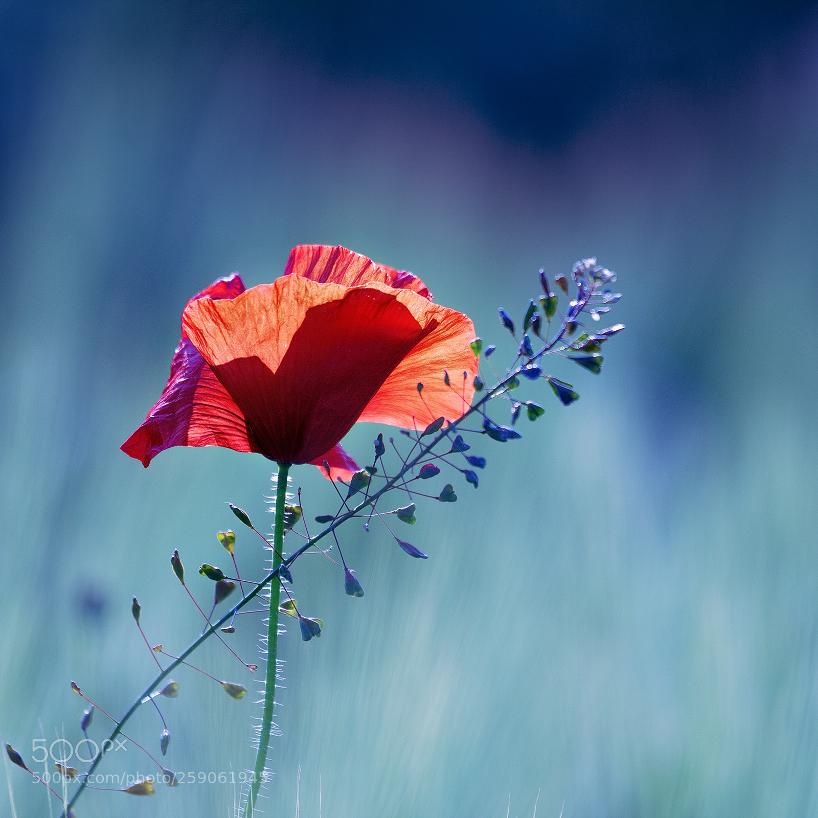 Canon EOS 60D sample photo. Quertreiber photography