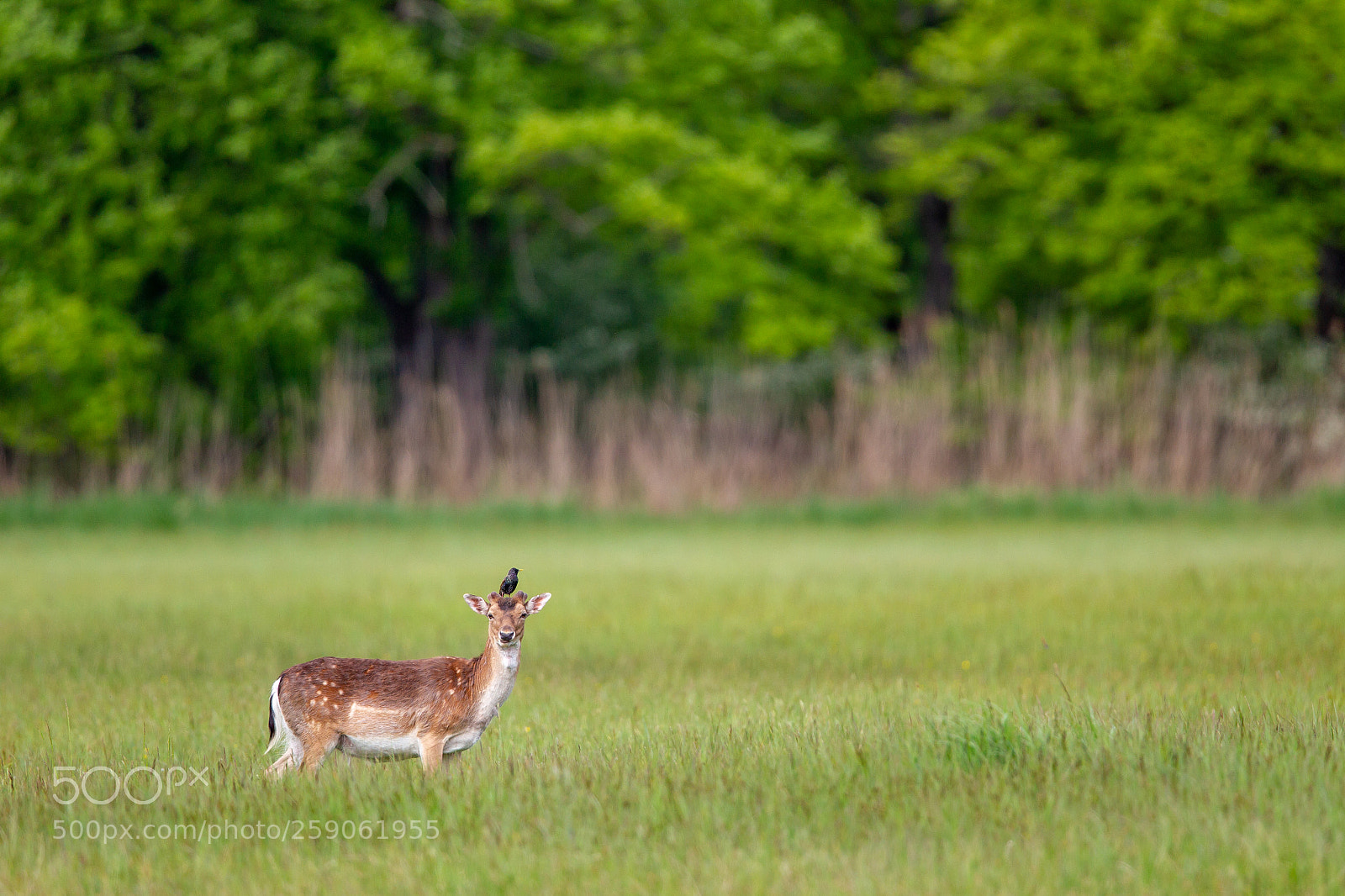 Canon EOS-1D Mark IV sample photo. Fallow deer (dama dama) photography