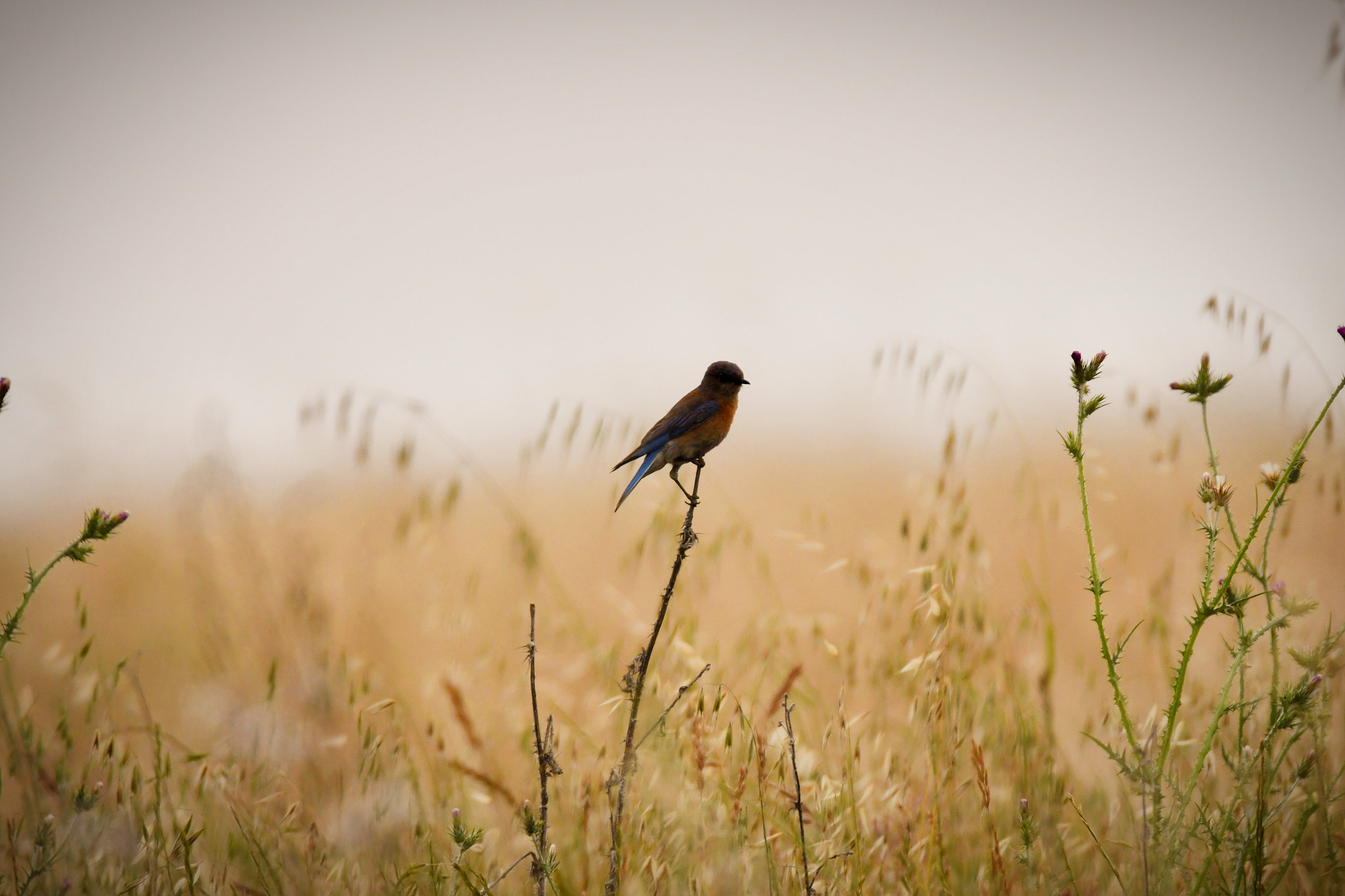 Nikon D500 + Sigma 150-600mm F5-6.3 DG OS HSM | C sample photo. 2018-05-22 dish-01 photography