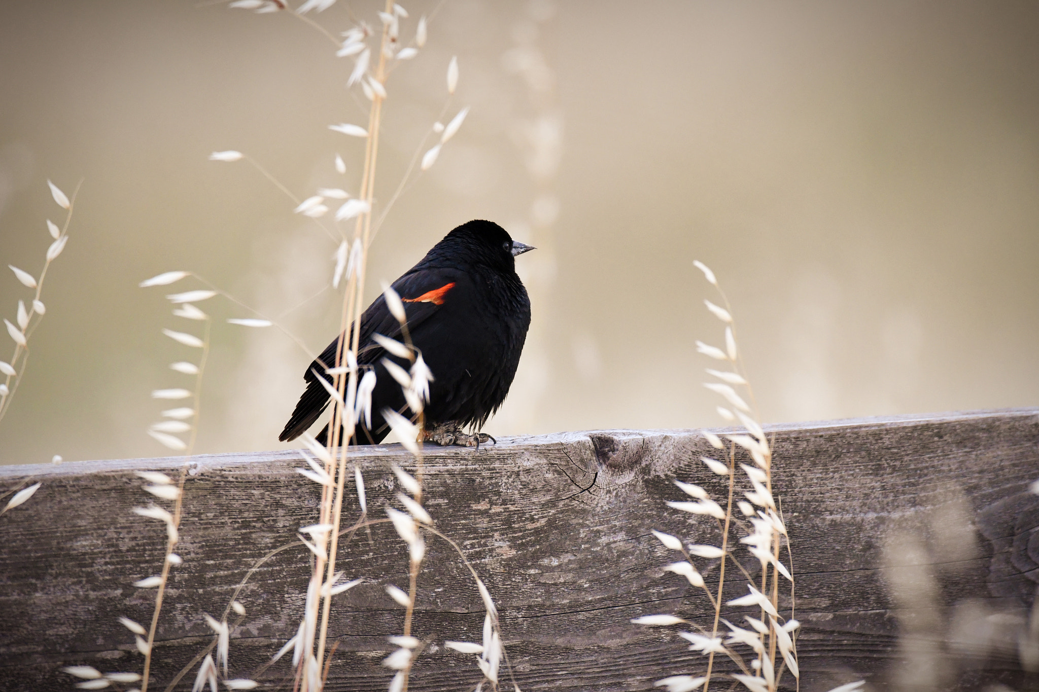 Sigma 150-600mm F5-6.3 DG OS HSM | C sample photo. 2018-05-22 dish-03 photography