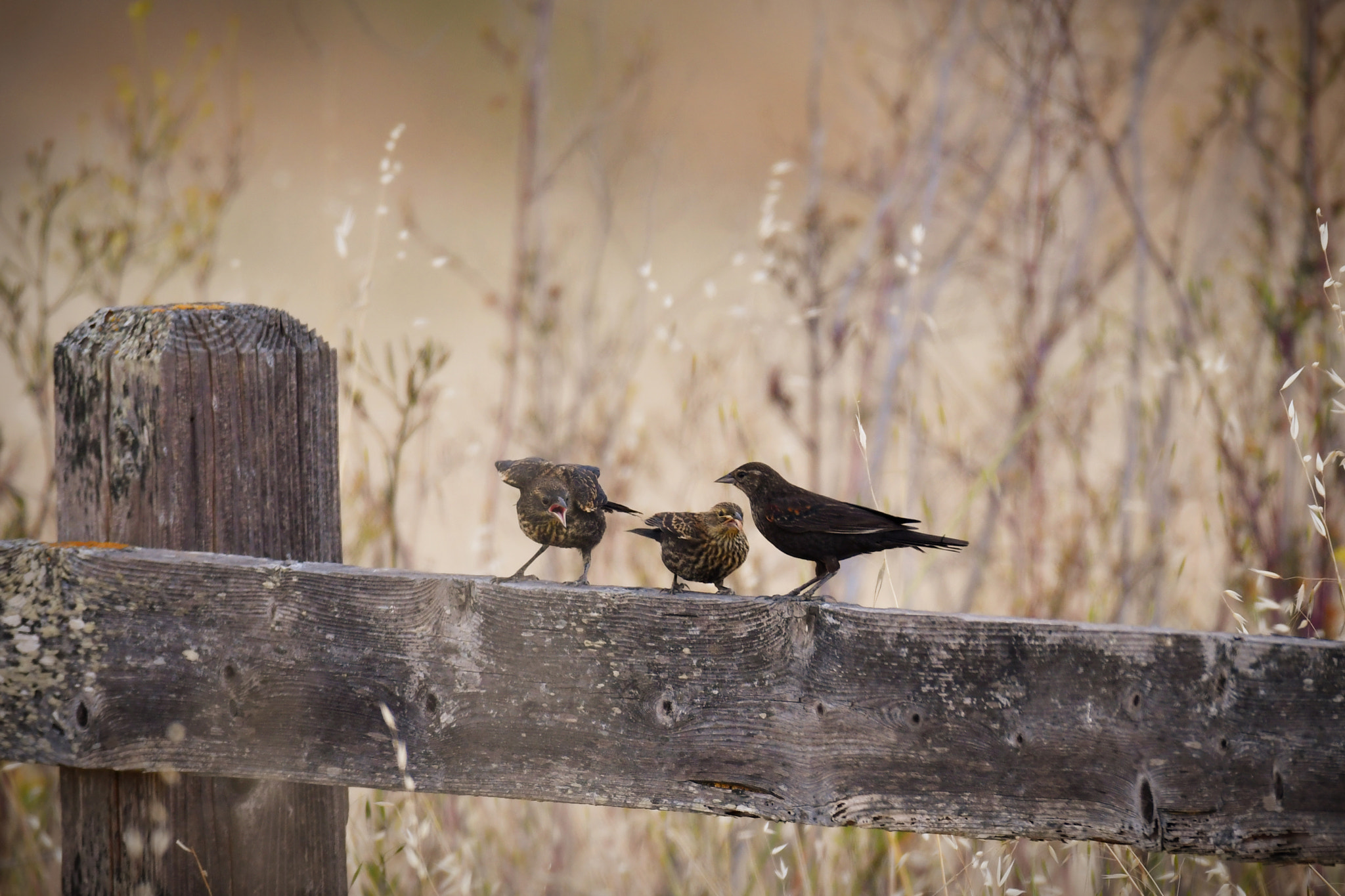 Nikon D500 + Sigma 150-600mm F5-6.3 DG OS HSM | C sample photo. 2018-05-22 dish-04 photography