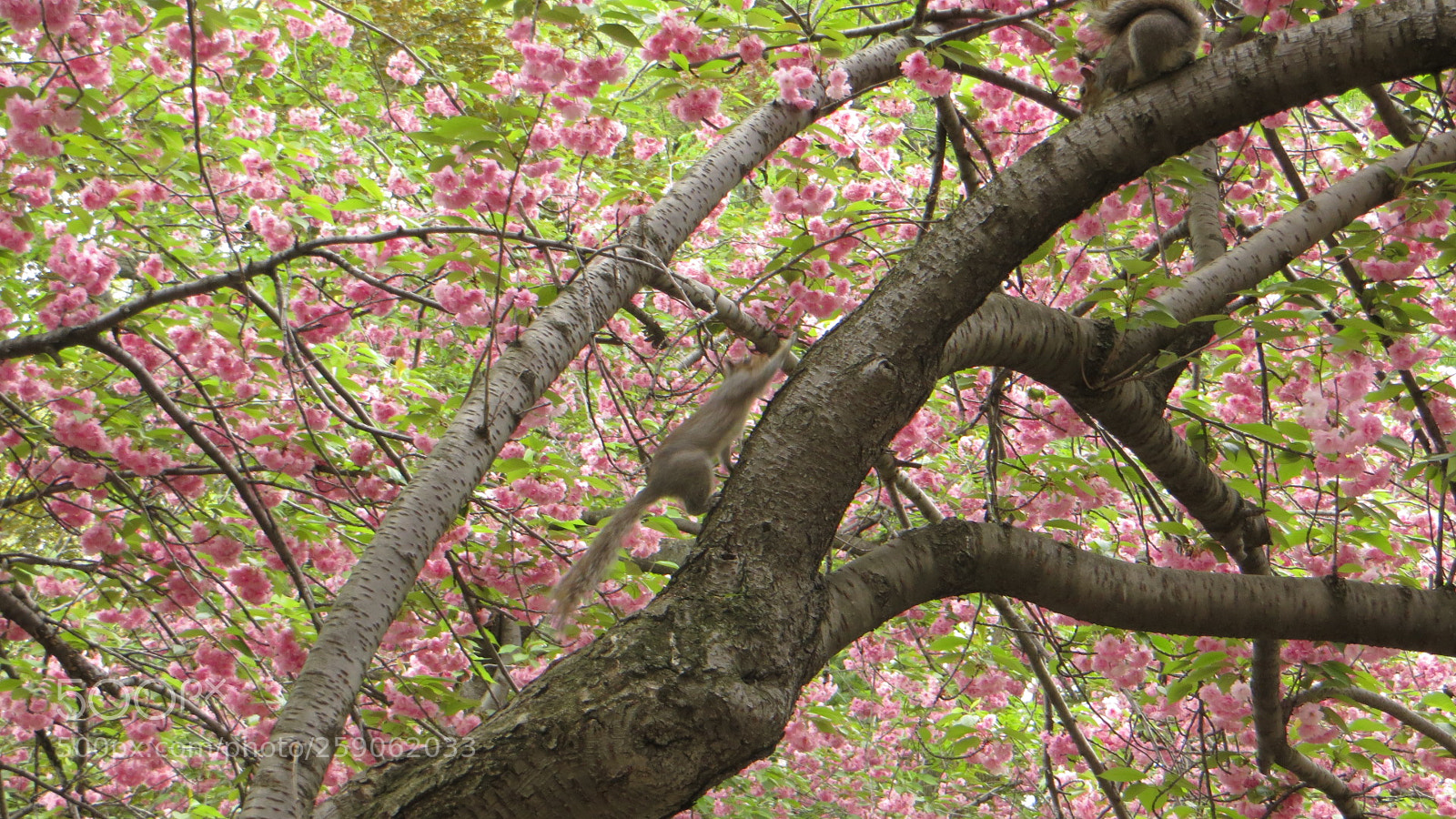 Canon PowerShot SX240 HS sample photo. Momentum photography