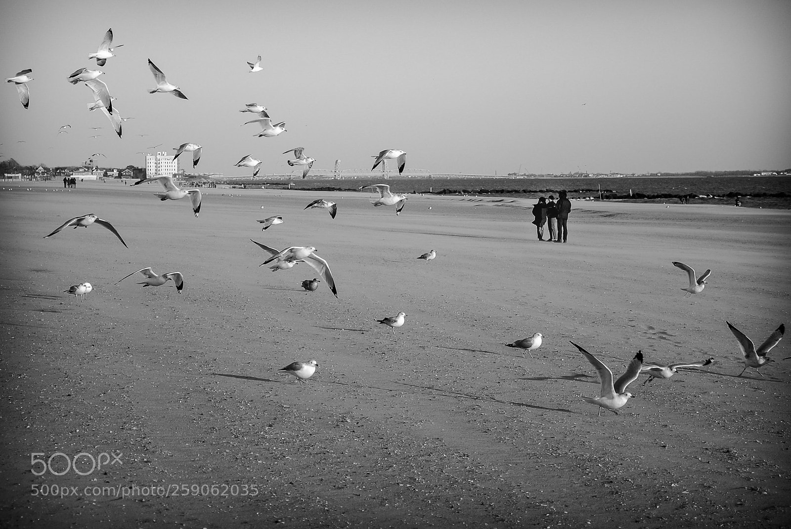 Nikon D3000 sample photo. Invasion photography