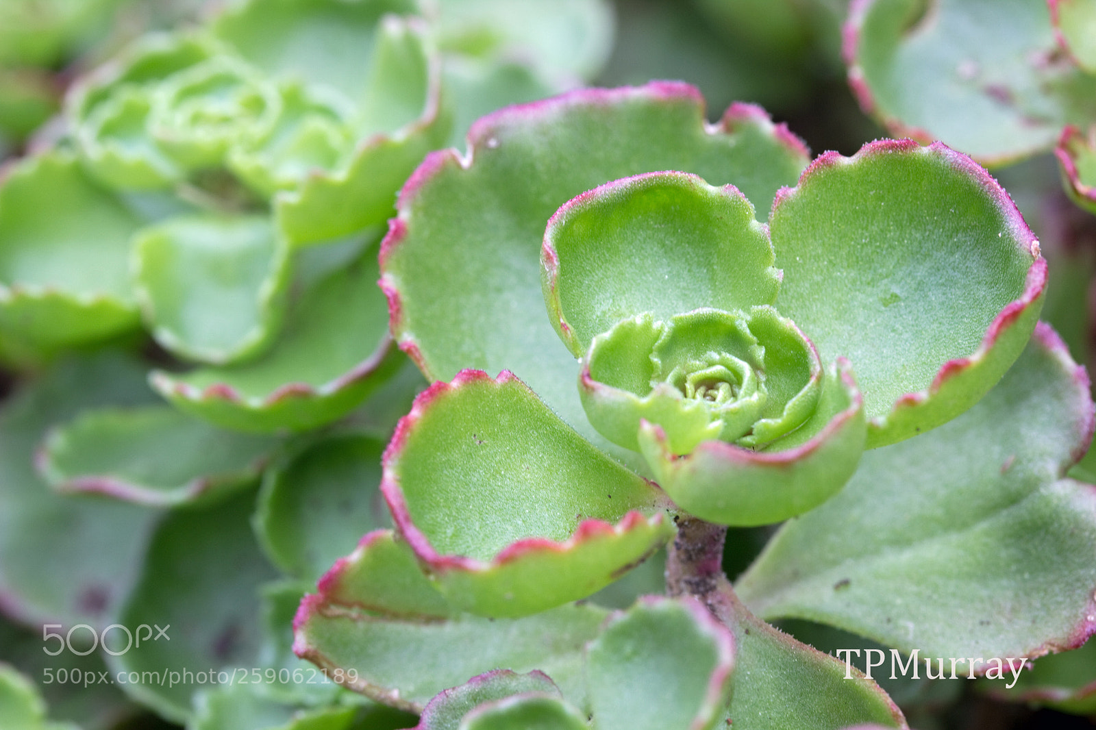 Canon EOS 600D (Rebel EOS T3i / EOS Kiss X5) sample photo. Red highlights photography