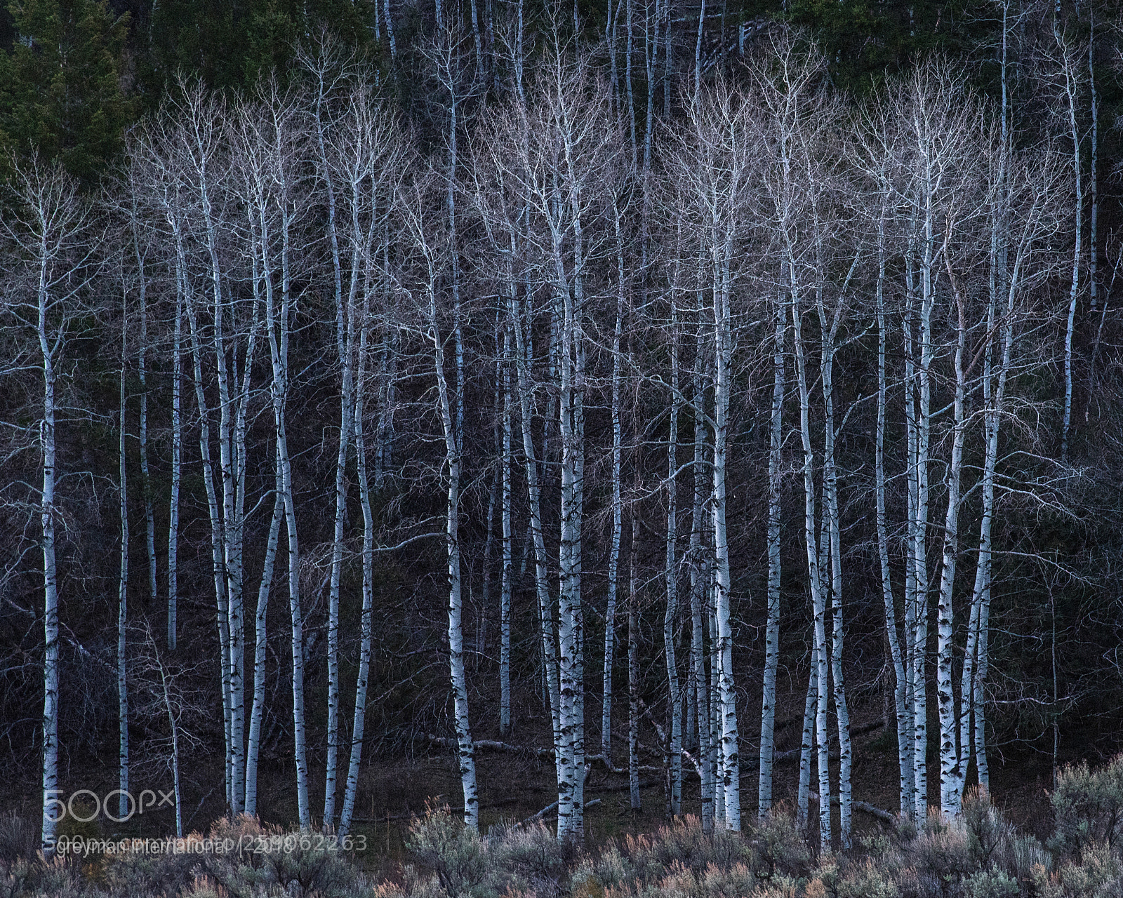 Nikon D750 sample photo. Aspens photography