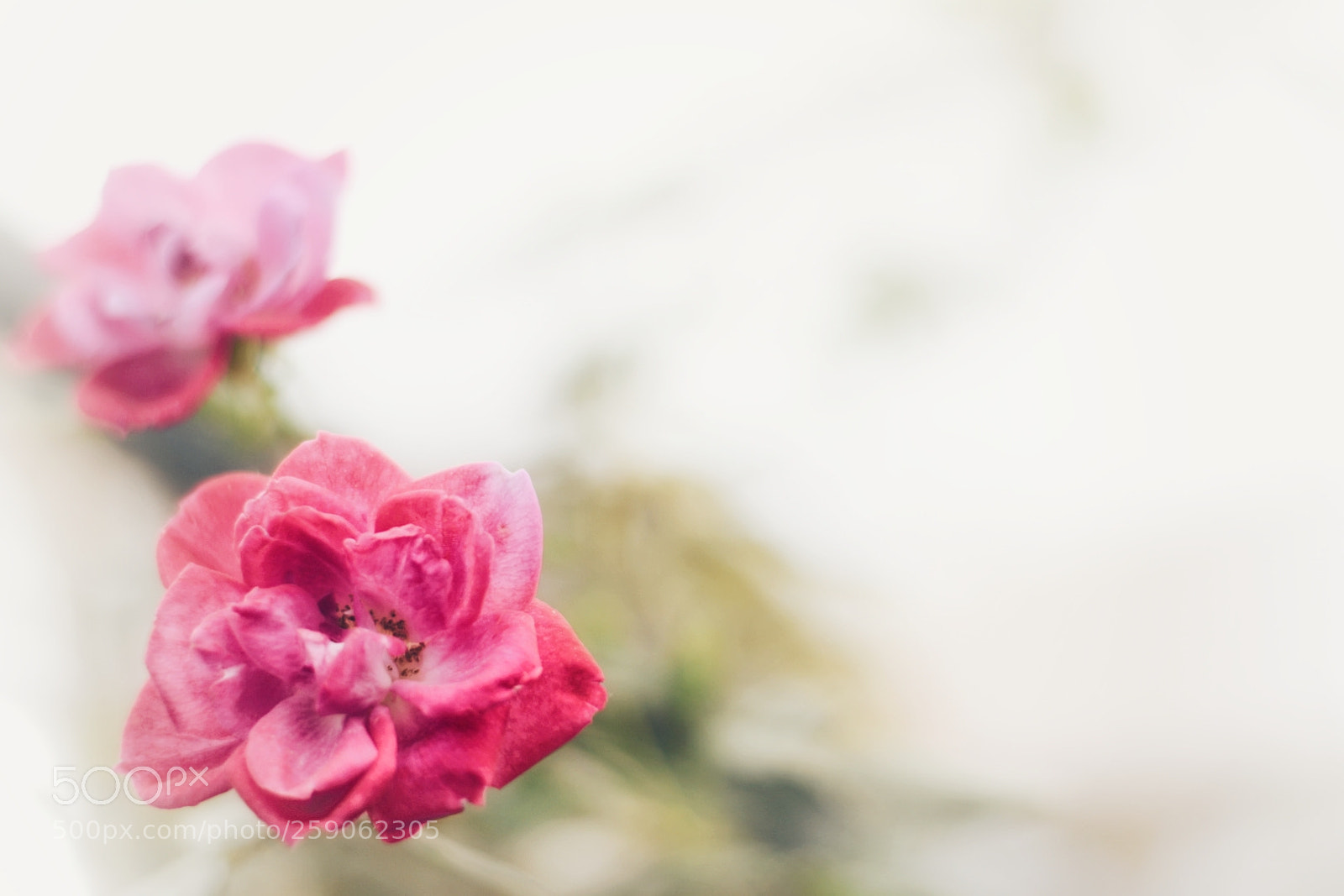Nikon D5300 sample photo. Rose photography
