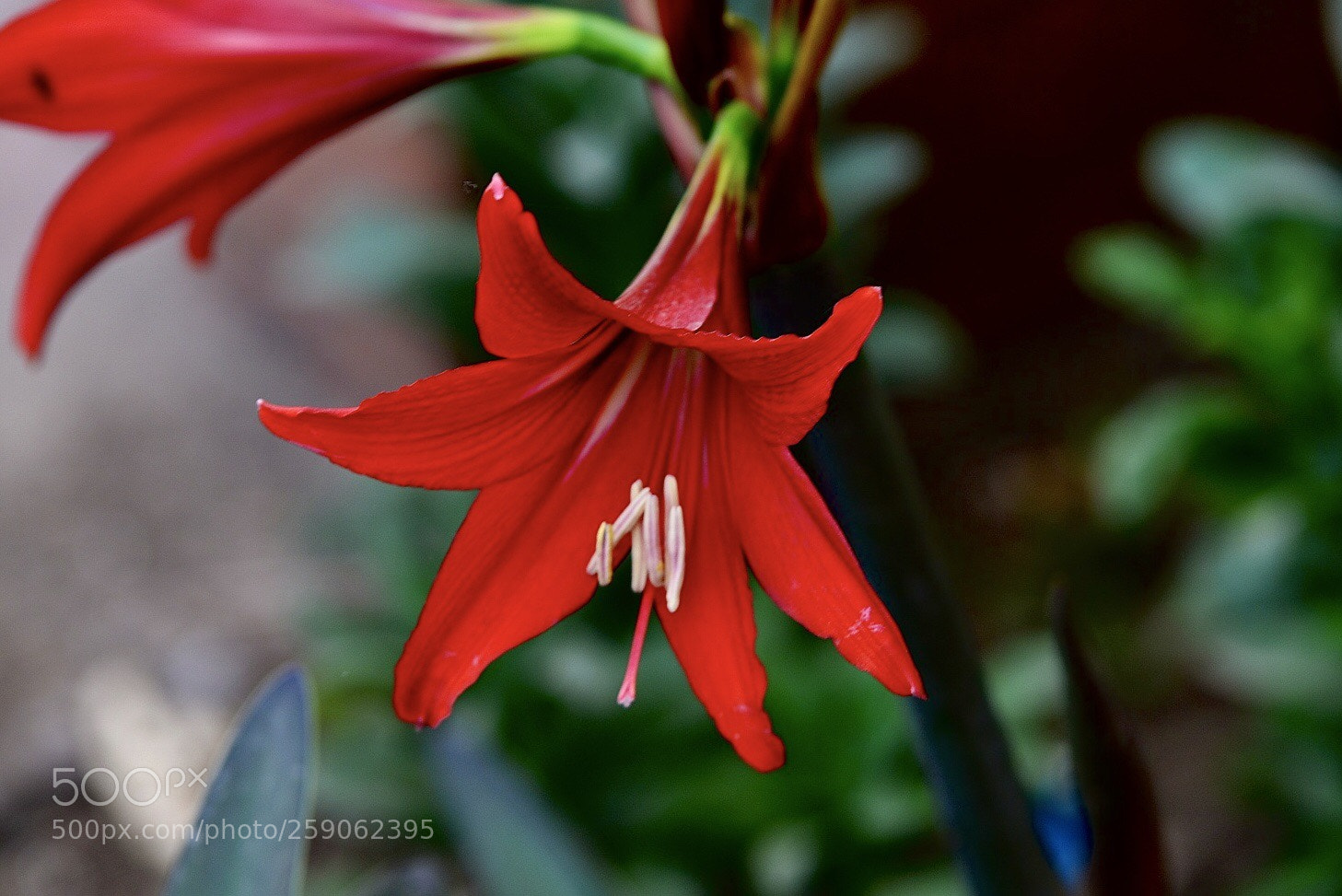 Nikon D610 sample photo. Amaryllis belladonna photography