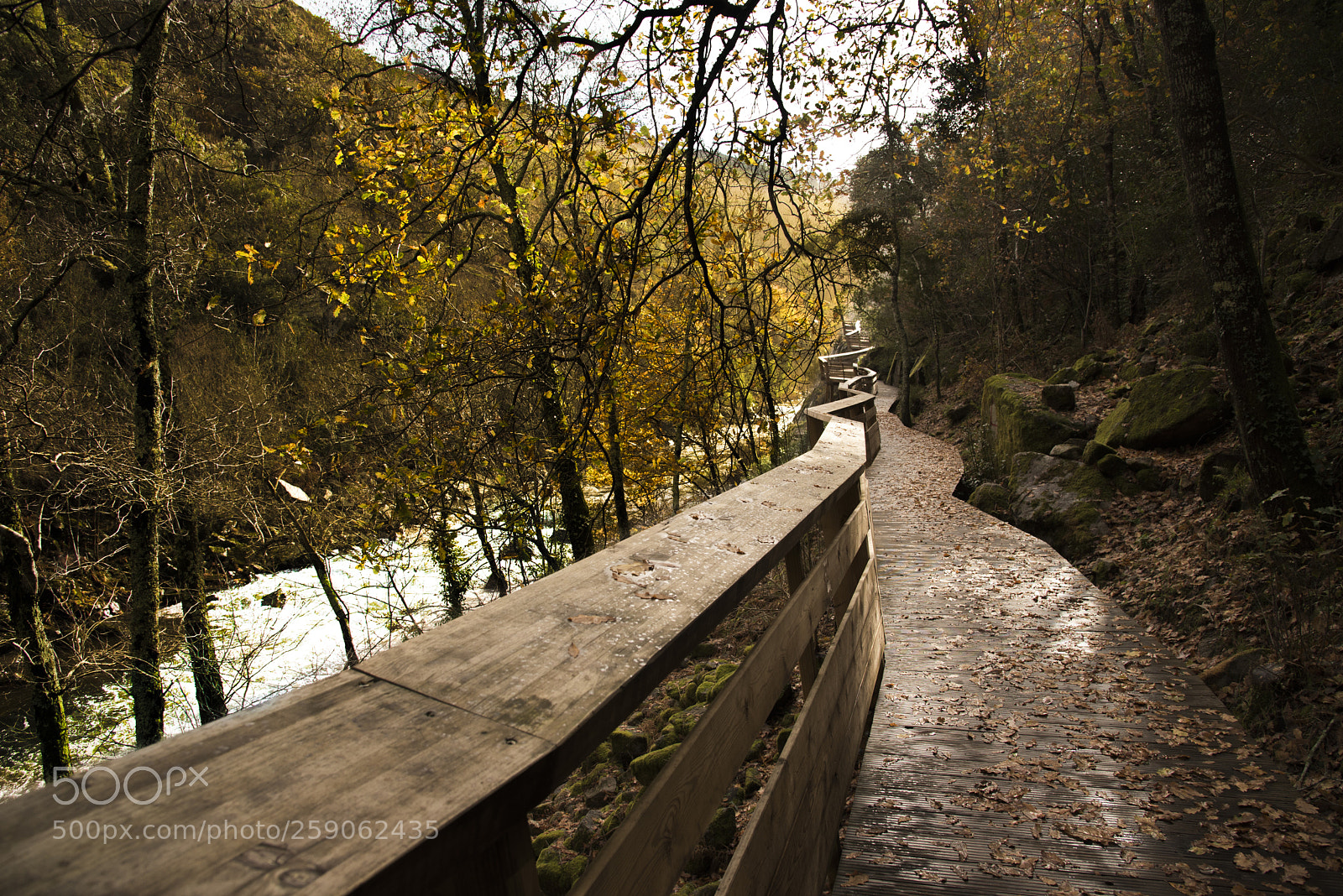 Nikon D750 sample photo. The path photography