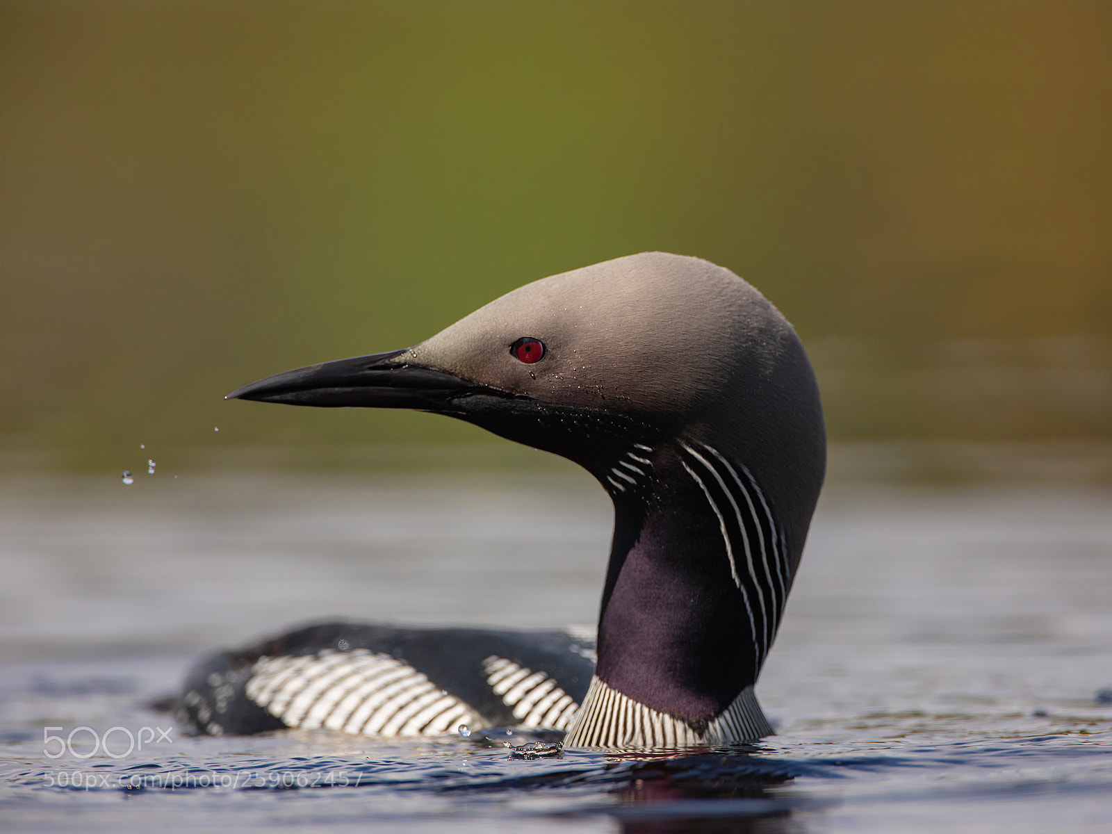 Canon EOS 5D Mark IV sample photo. Black-throated diver photography