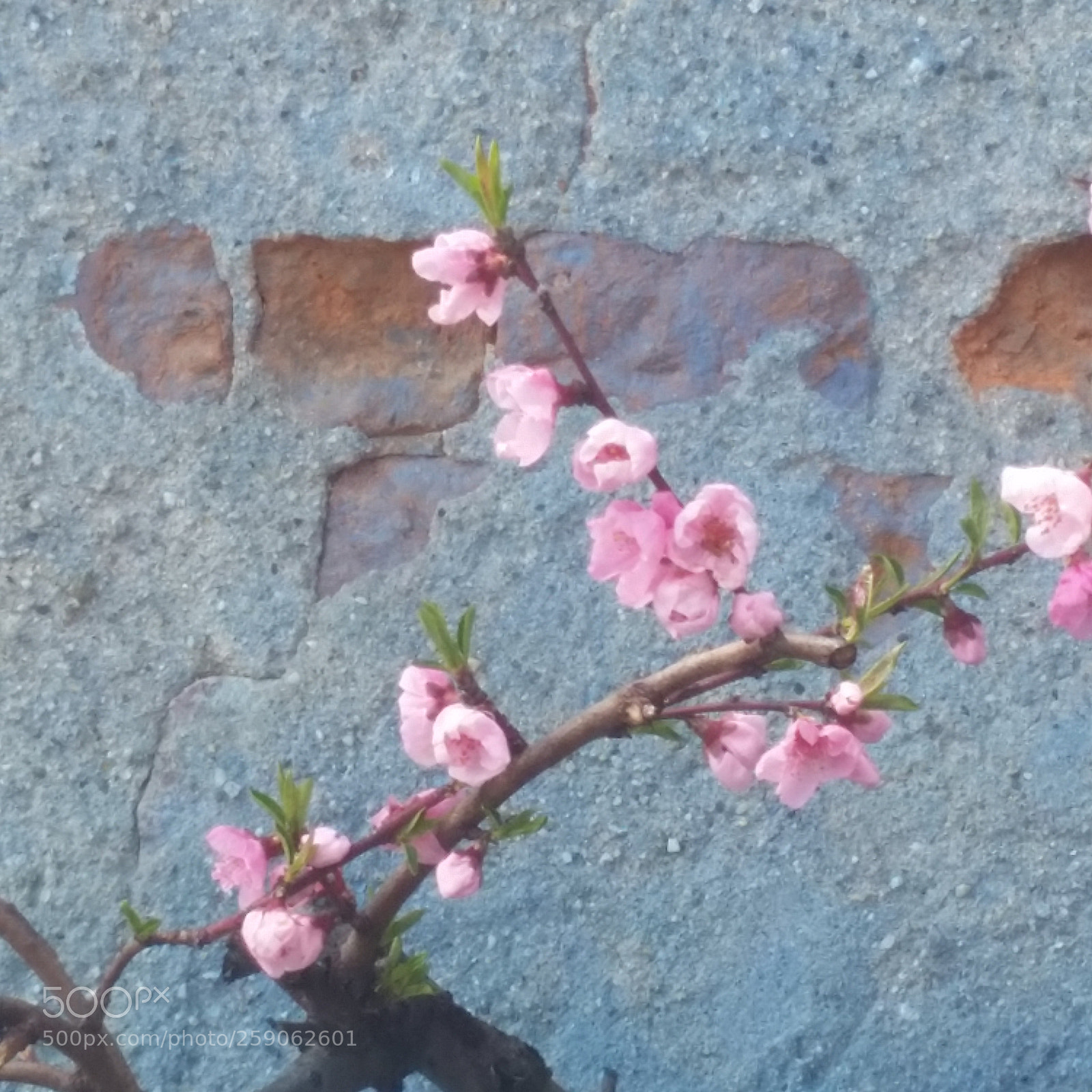 Samsung Galaxy S5 sample photo. Pfirsichblüten photography
