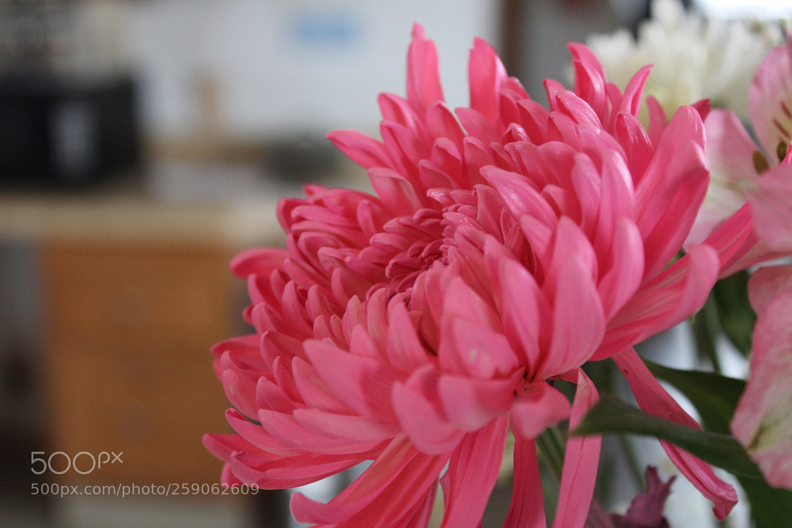 Canon EOS 1200D (EOS Rebel T5 / EOS Kiss X70 / EOS Hi) sample photo. Flower photography