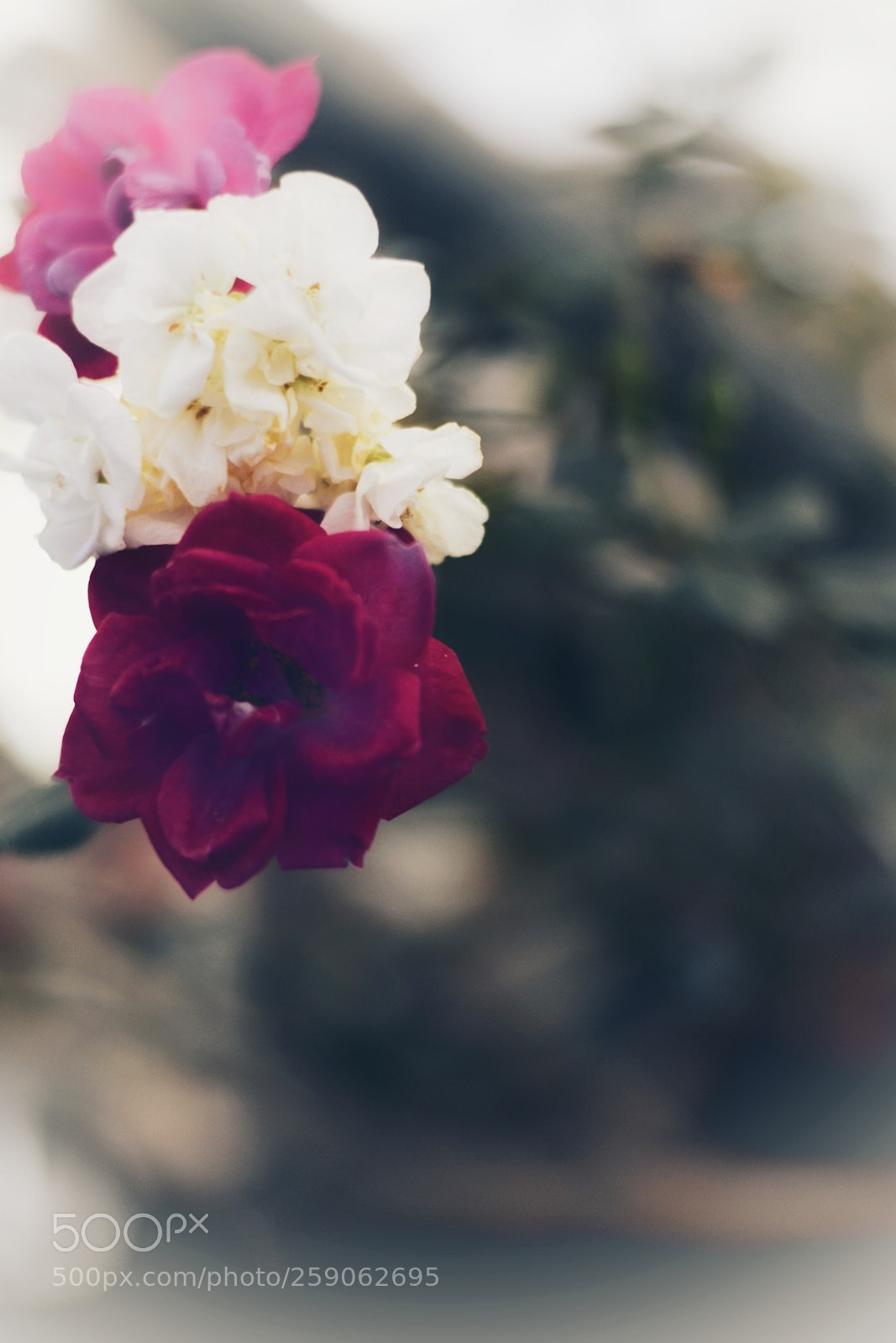 Nikon D5300 sample photo. + rose. photography