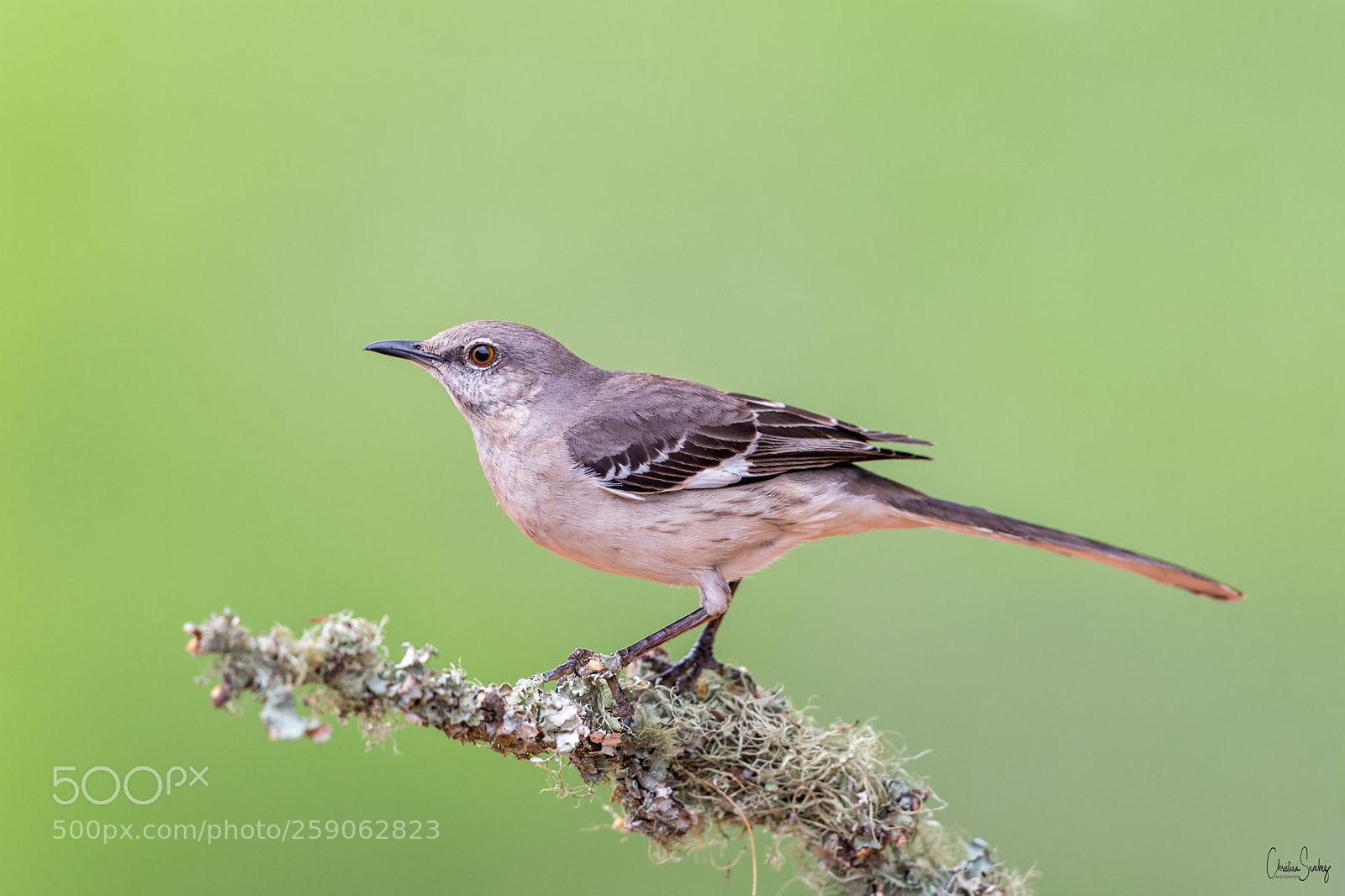 Nikon D4 sample photo. Northern mockingbird photography