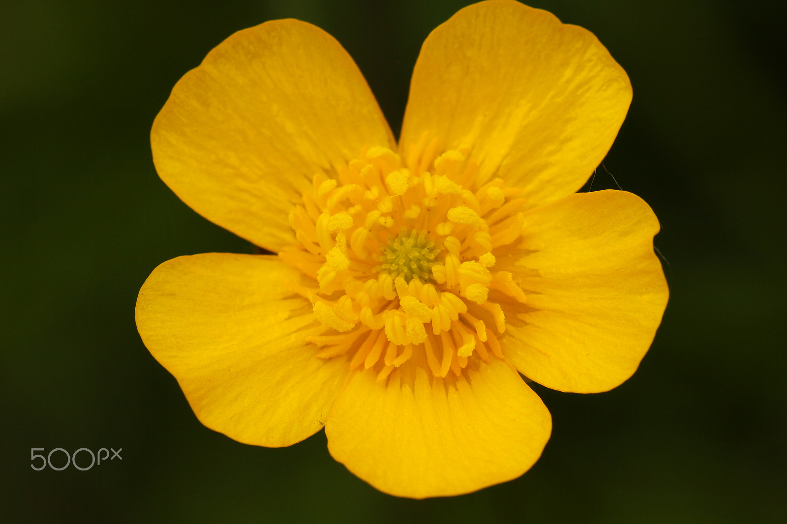 Canon EF 100mm F2.8L Macro IS USM sample photo. Buttercup photography