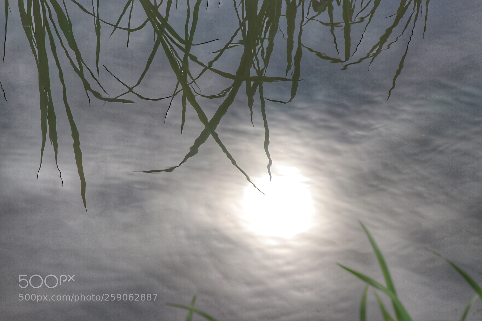 Canon EOS 80D sample photo. Izunuma 伊豆沼物語0523 photography