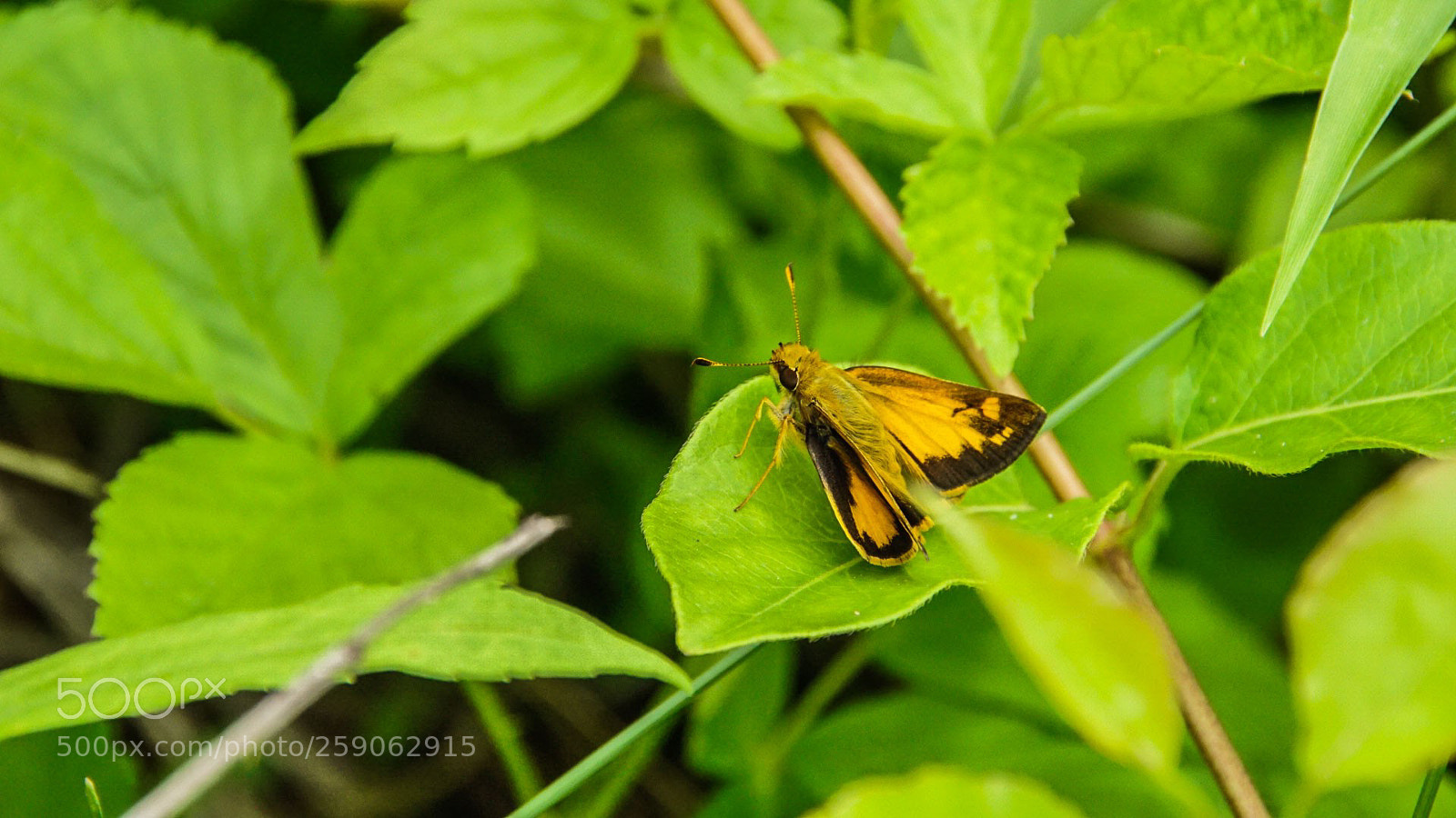 Sony a6000 sample photo. Fiery skipper day 1 photography