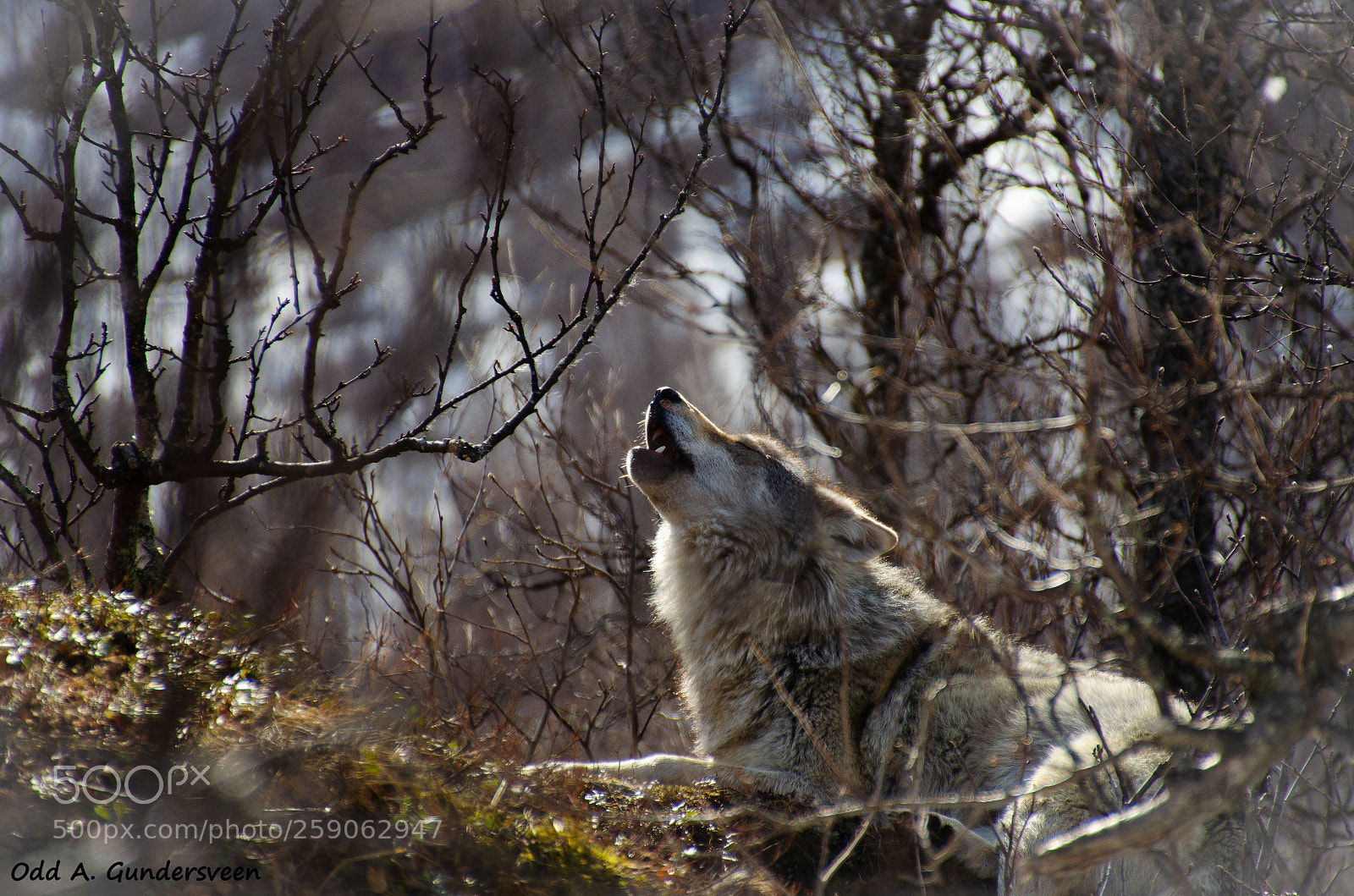 Nikon D5100 sample photo. Howling wolf photography