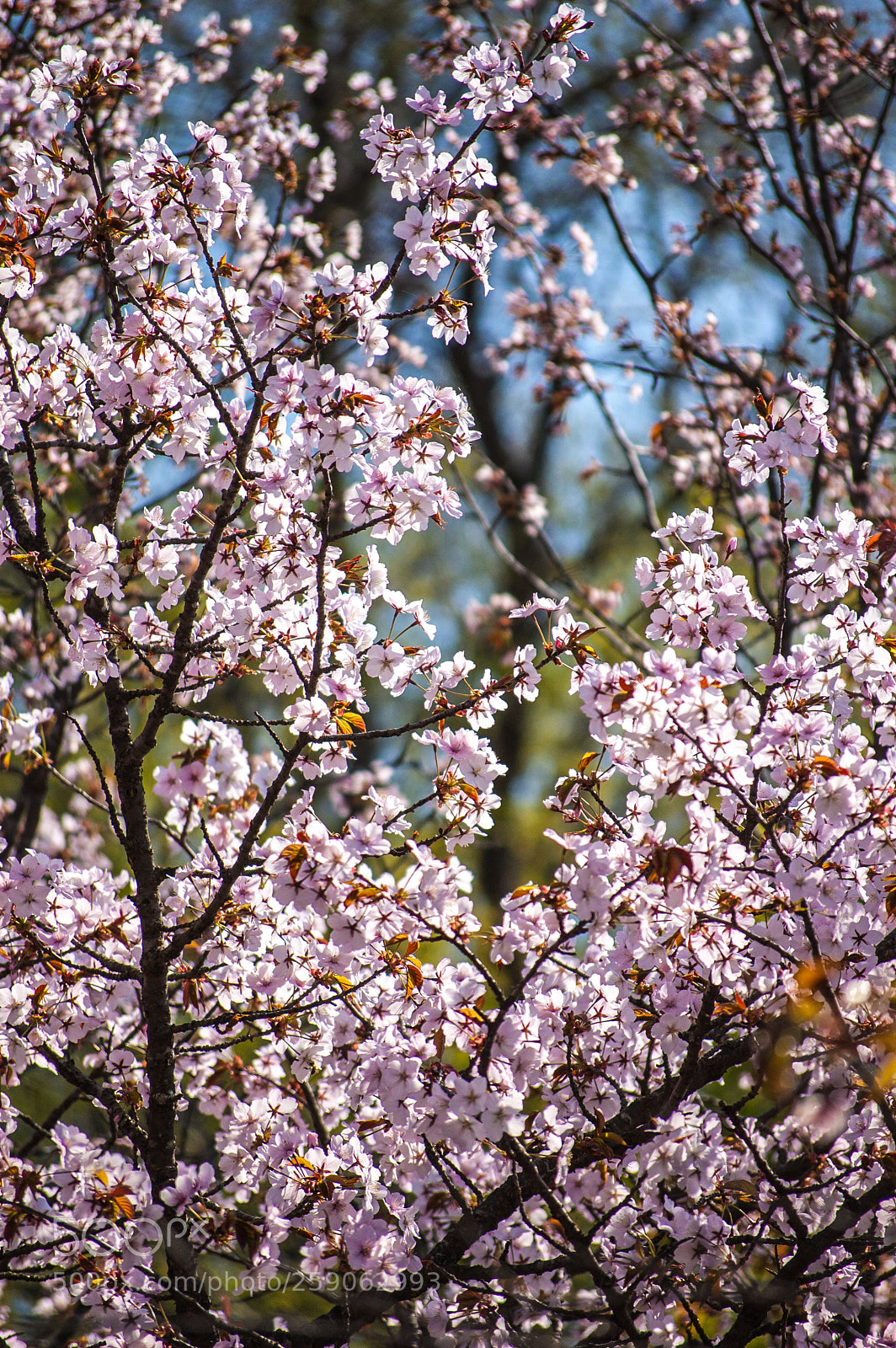 Nikon D40 sample photo. Blossoms photography