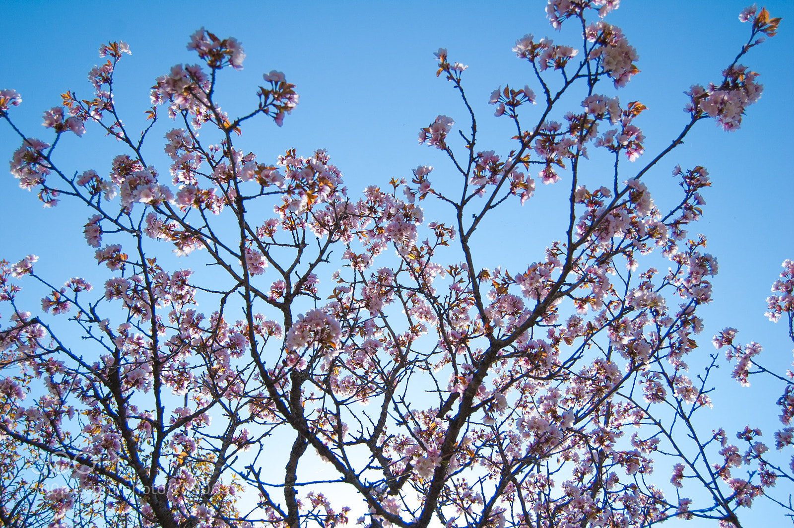 Nikon D40 sample photo. Fruit tree photography