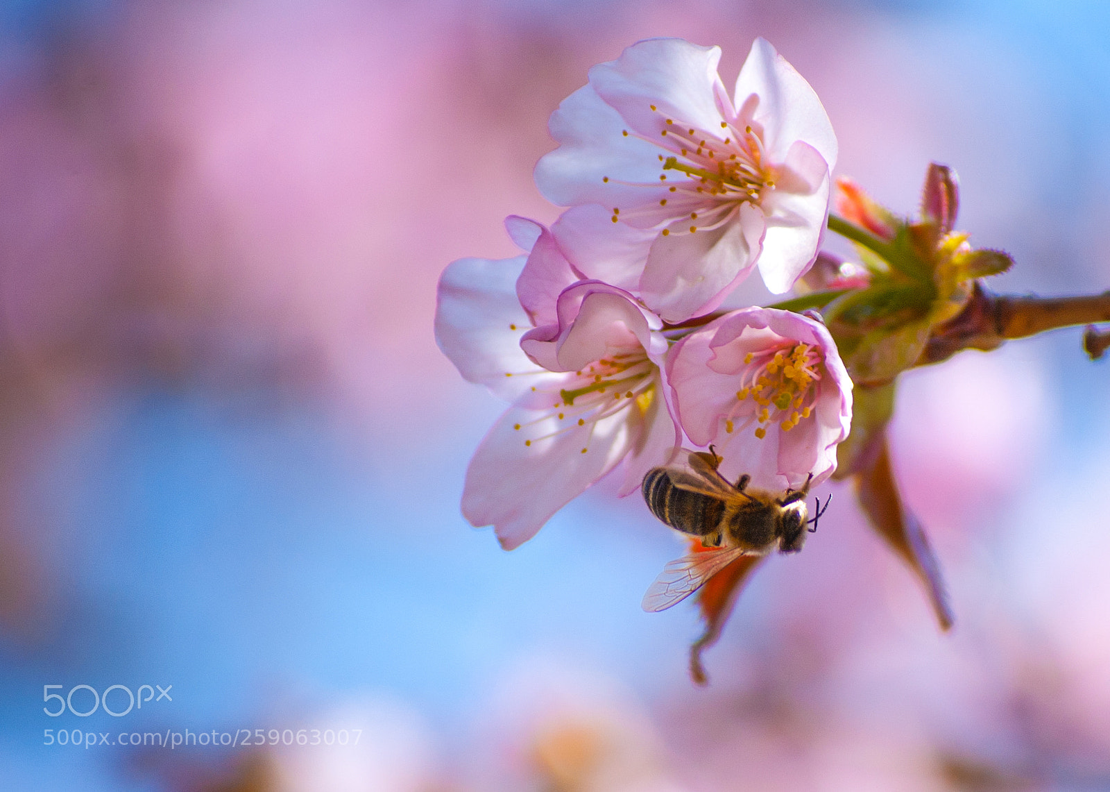 Nikon D40 sample photo. Blossom and the bee photography