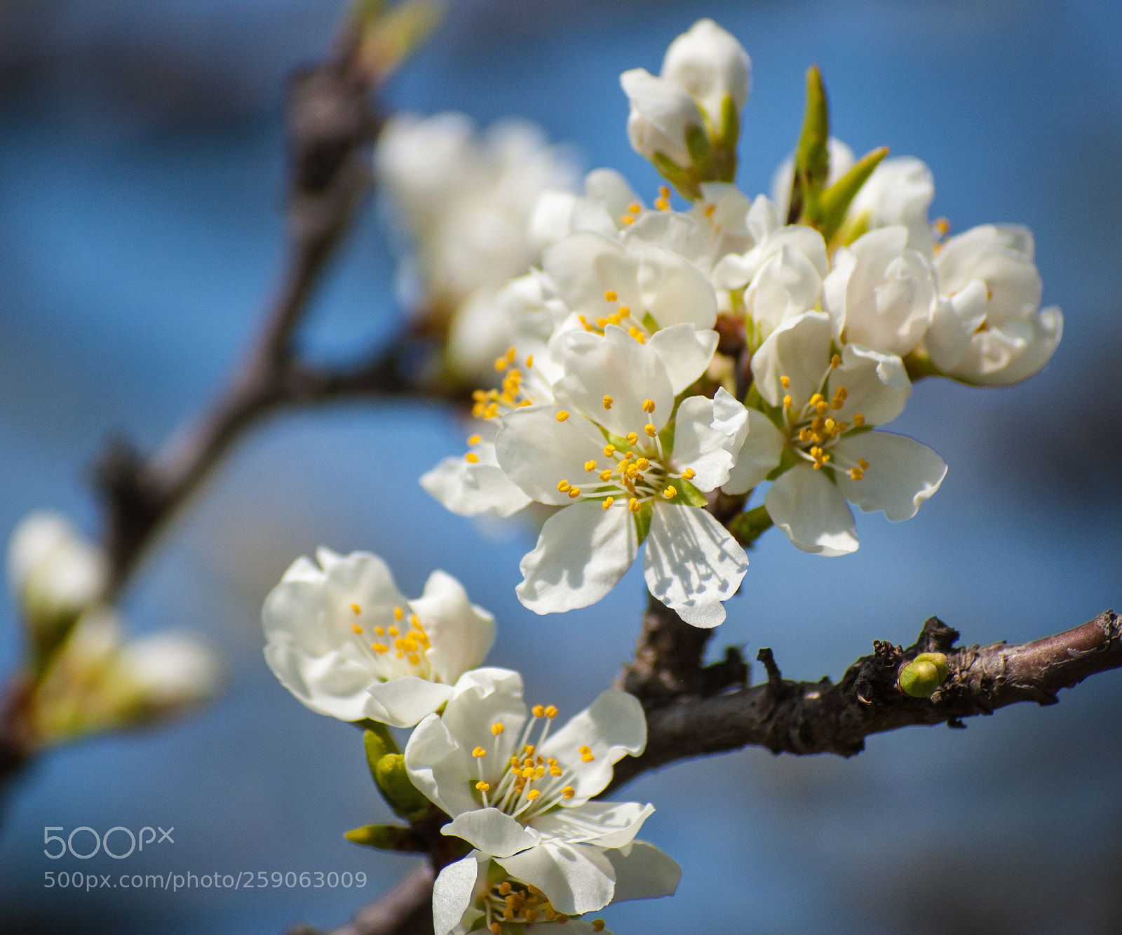 Nikon D40 sample photo. White blossoms photography
