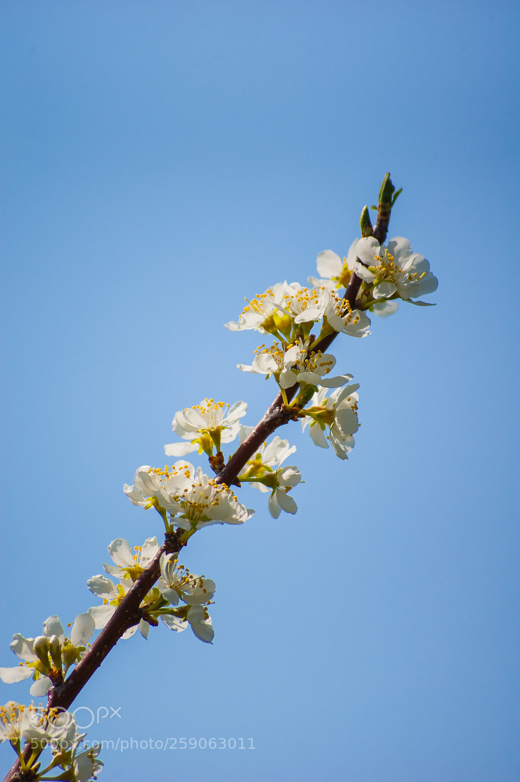 Nikon D40 sample photo. Blossoms on the branch photography