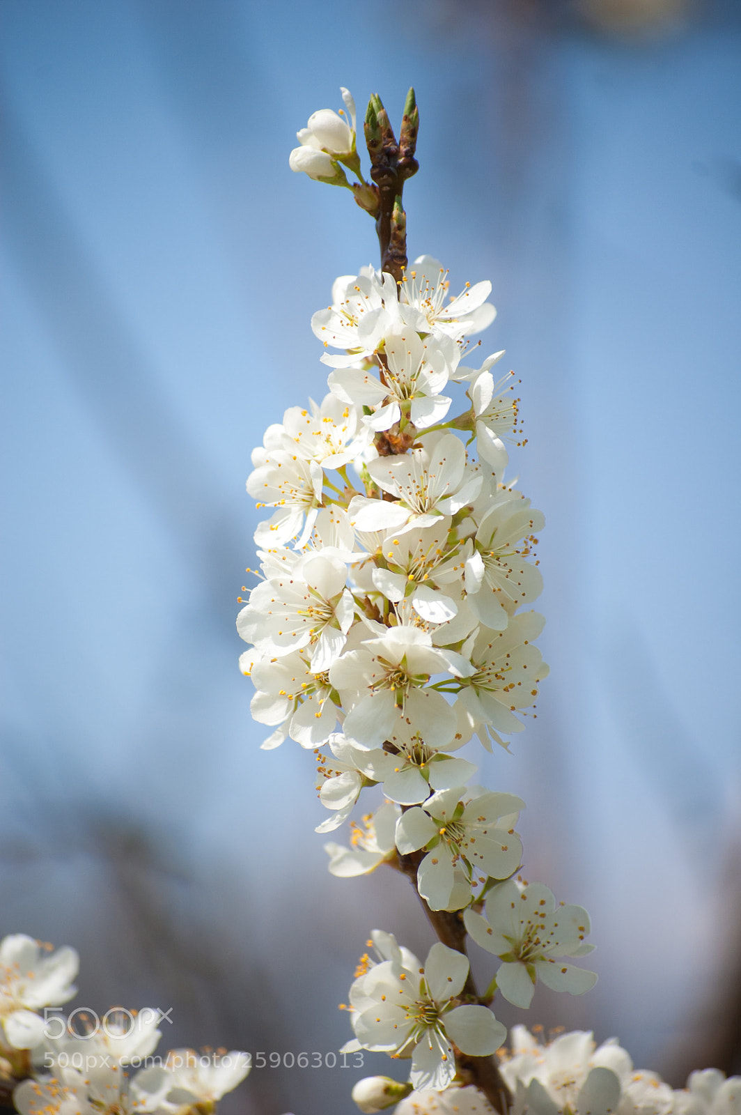 Nikon D40 sample photo. White and delicate photography