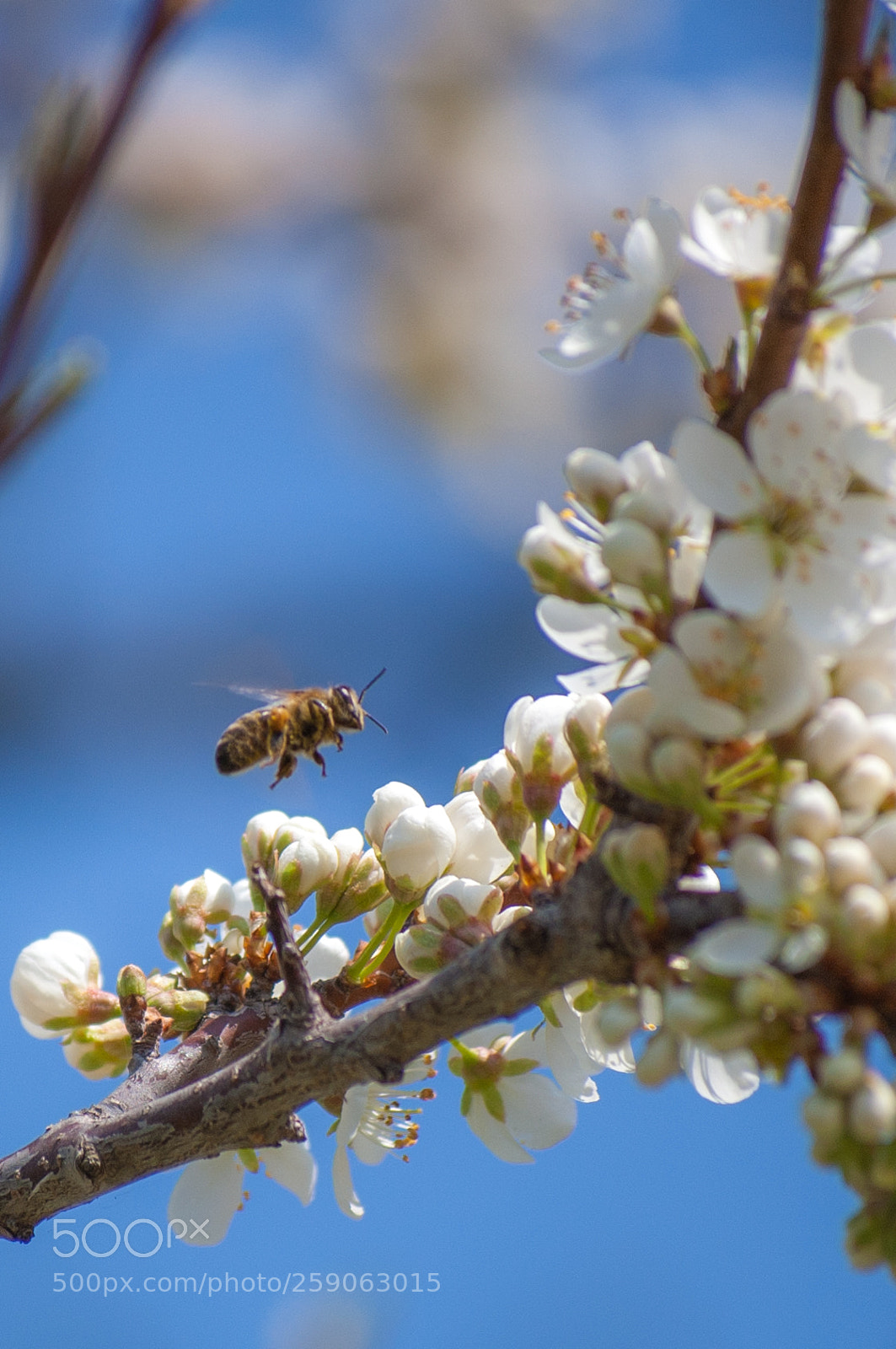 Nikon D40 sample photo. Bee of spring photography