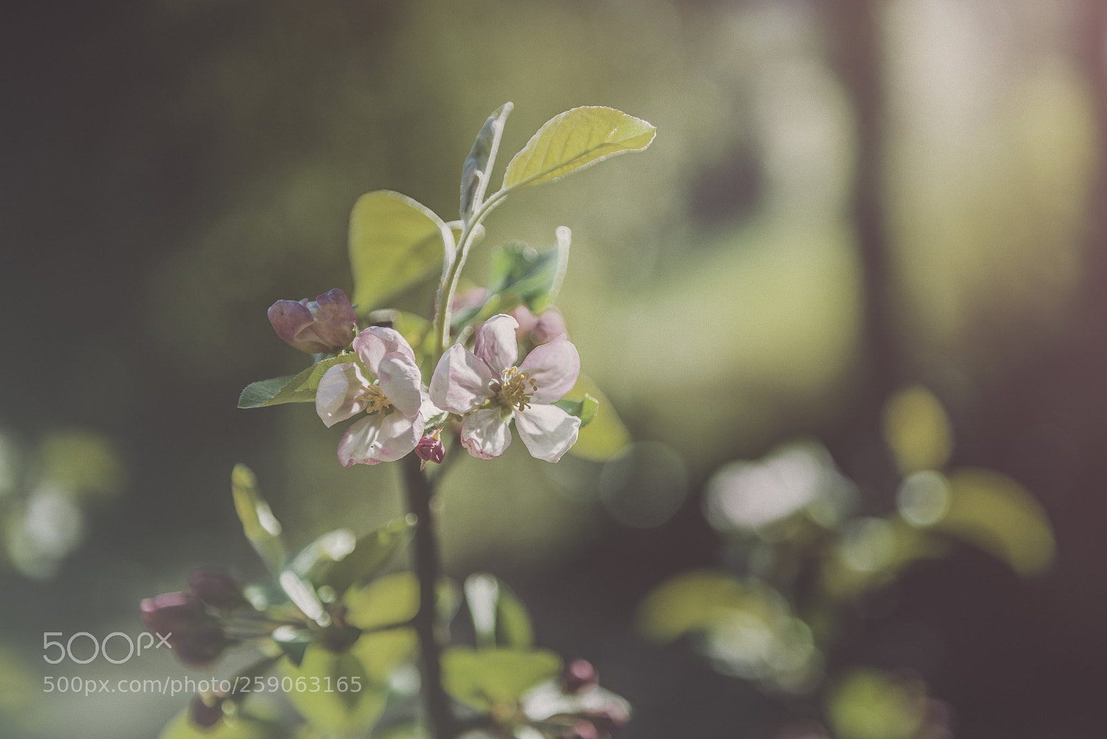 Nikon D600 sample photo. Spring sunshine photography