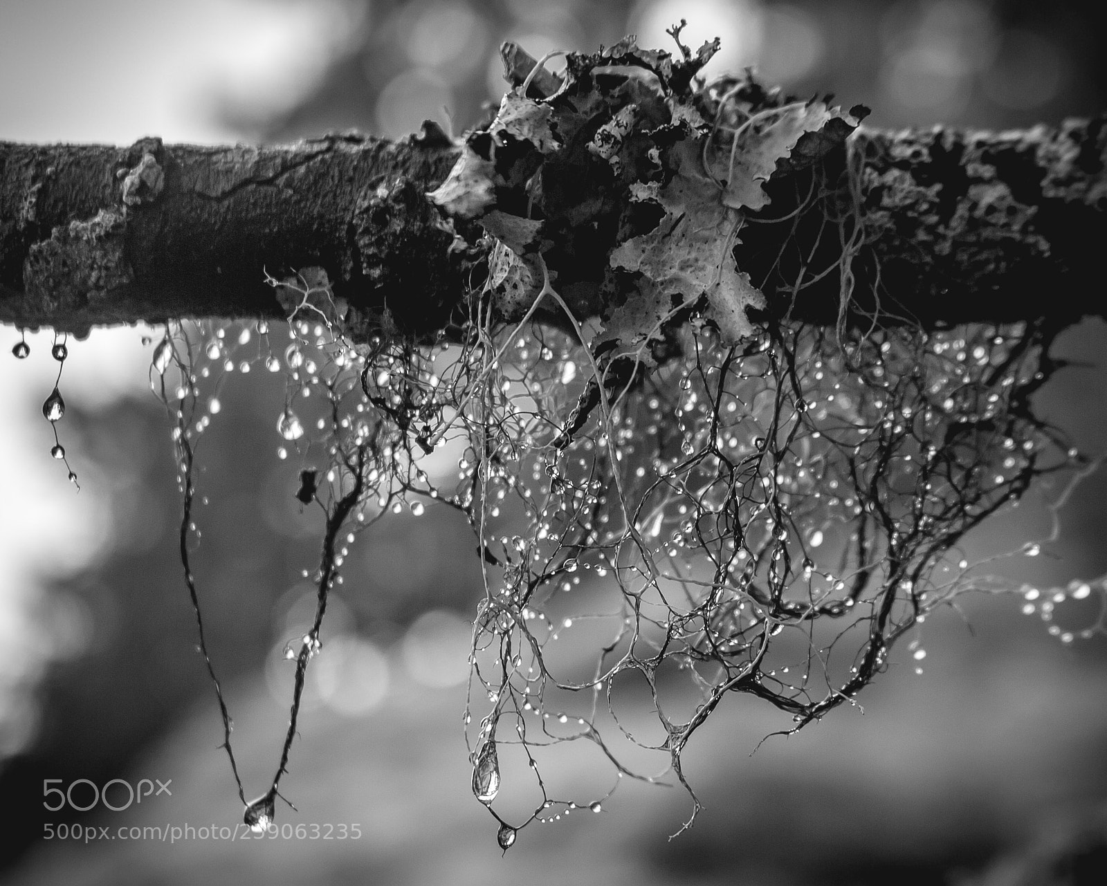 Canon EOS 700D (EOS Rebel T5i / EOS Kiss X7i) sample photo. Watershed moments photography