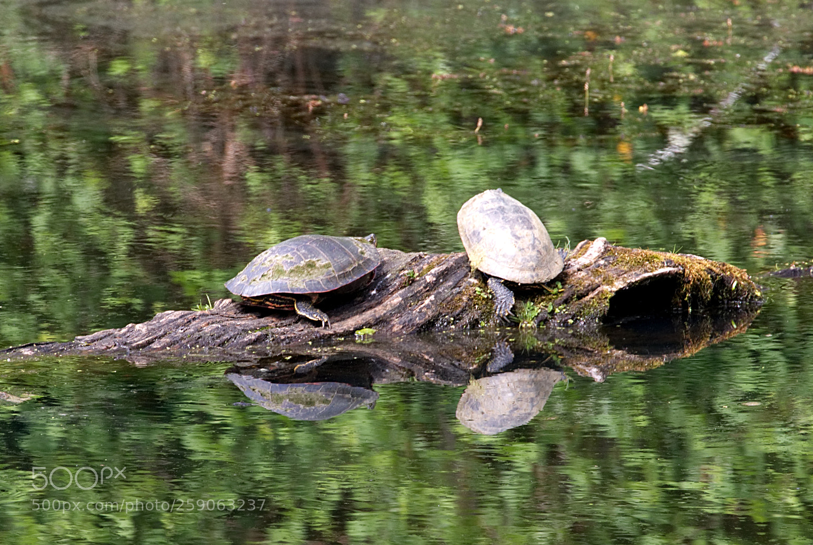 Canon EOS 70D sample photo. So 2 turtles are photography