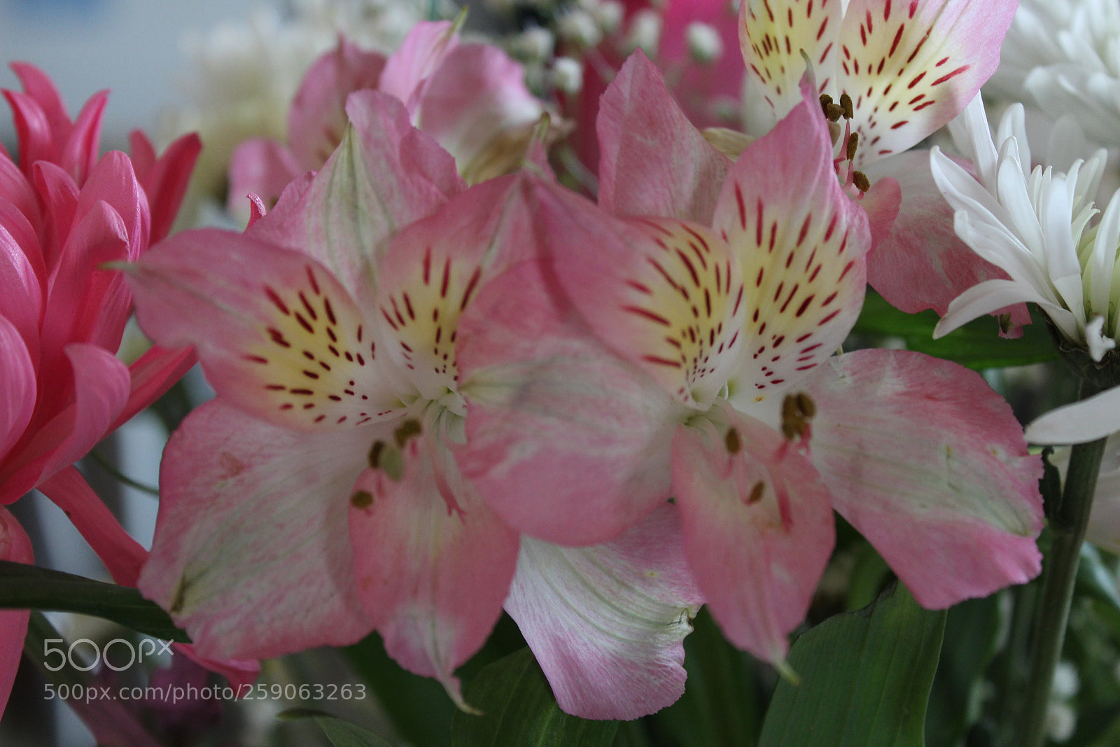 Canon EOS 1200D (EOS Rebel T5 / EOS Kiss X70 / EOS Hi) sample photo. Flowers photography