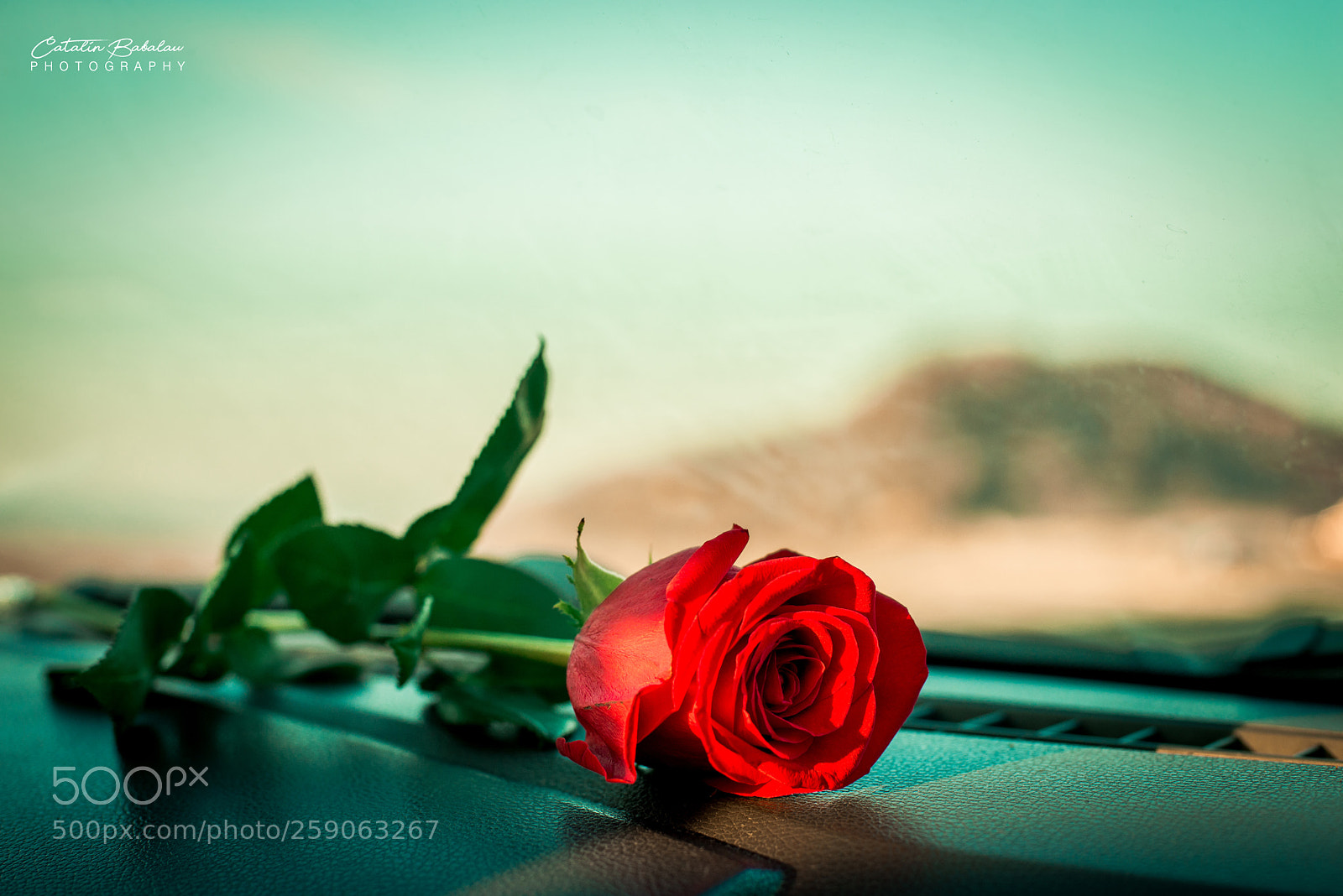 Nikon D610 sample photo. *rose photography