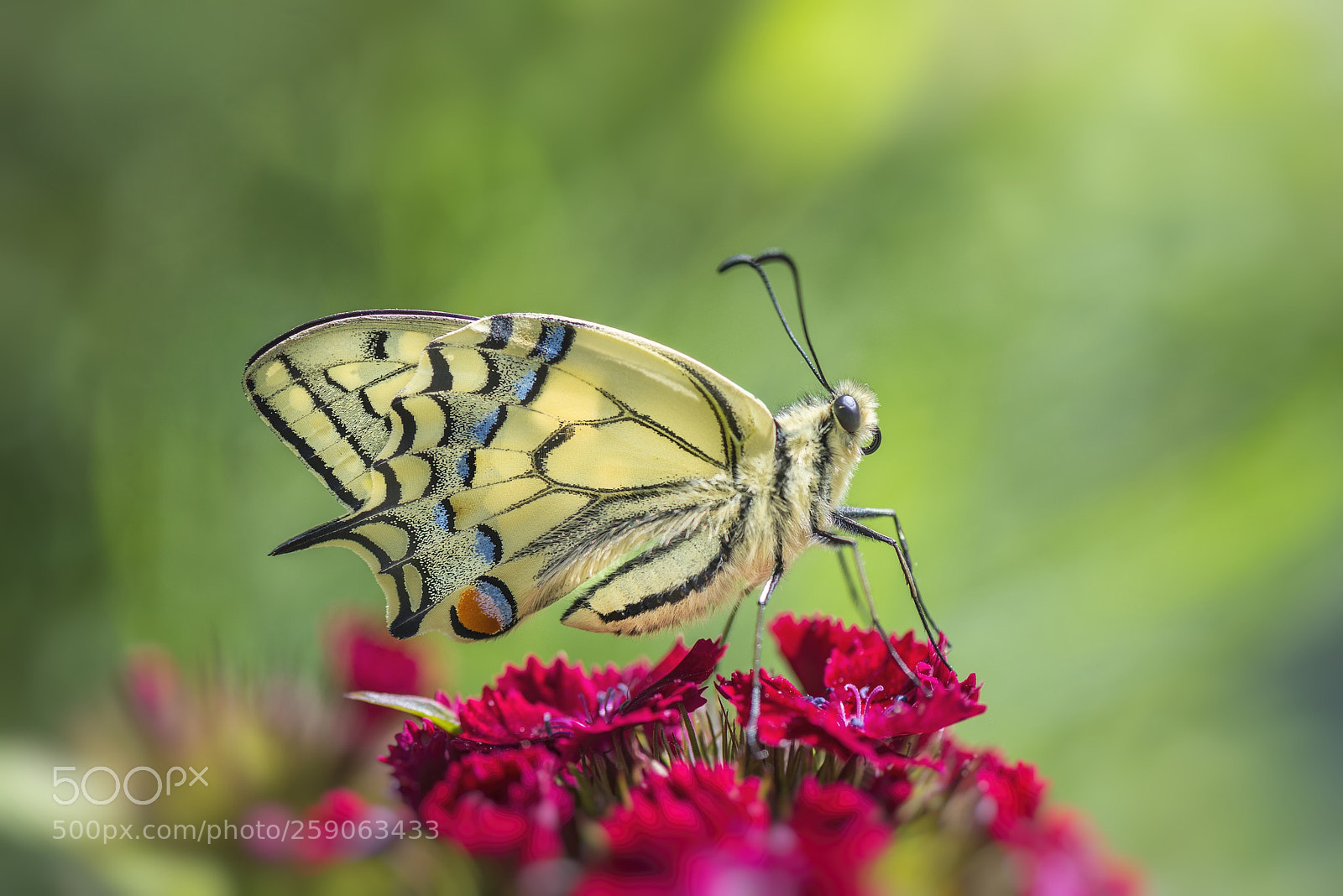 Nikon D610 sample photo. Schwalbenschwanz photography