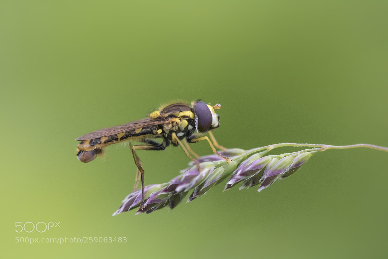 Canon EOS 750D (EOS Rebel T6i / EOS Kiss X8i) sample photo. Schwebefliege photography