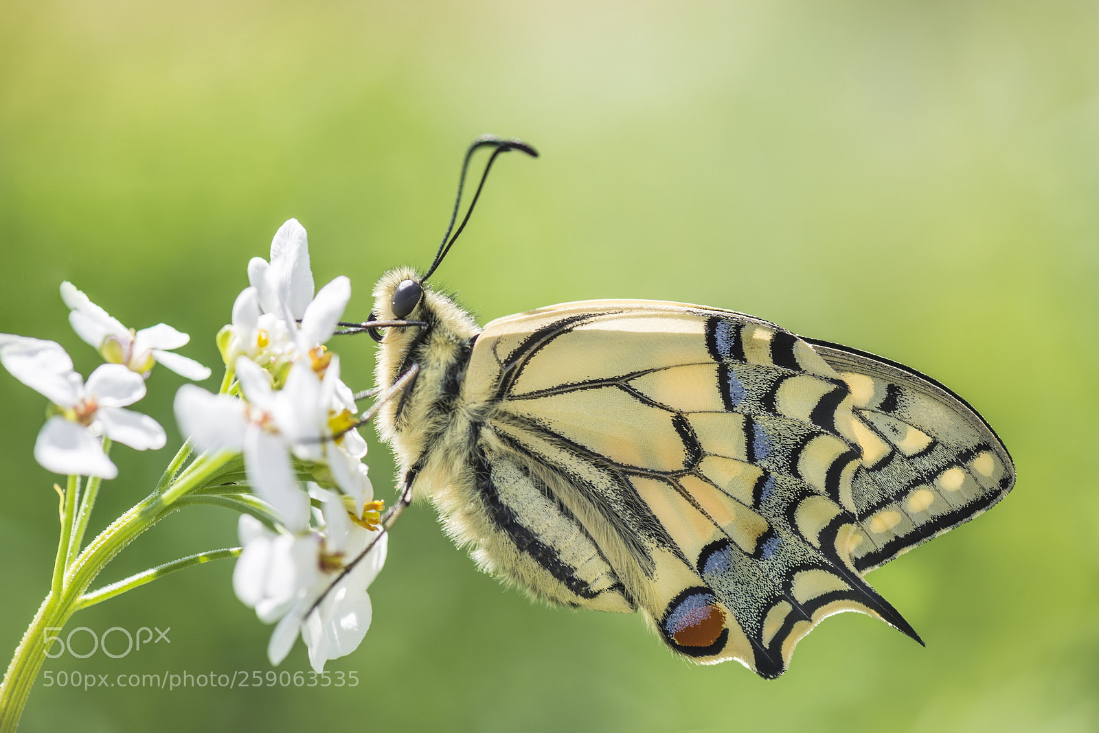 Nikon D610 sample photo. Schwalbenschwanz photography