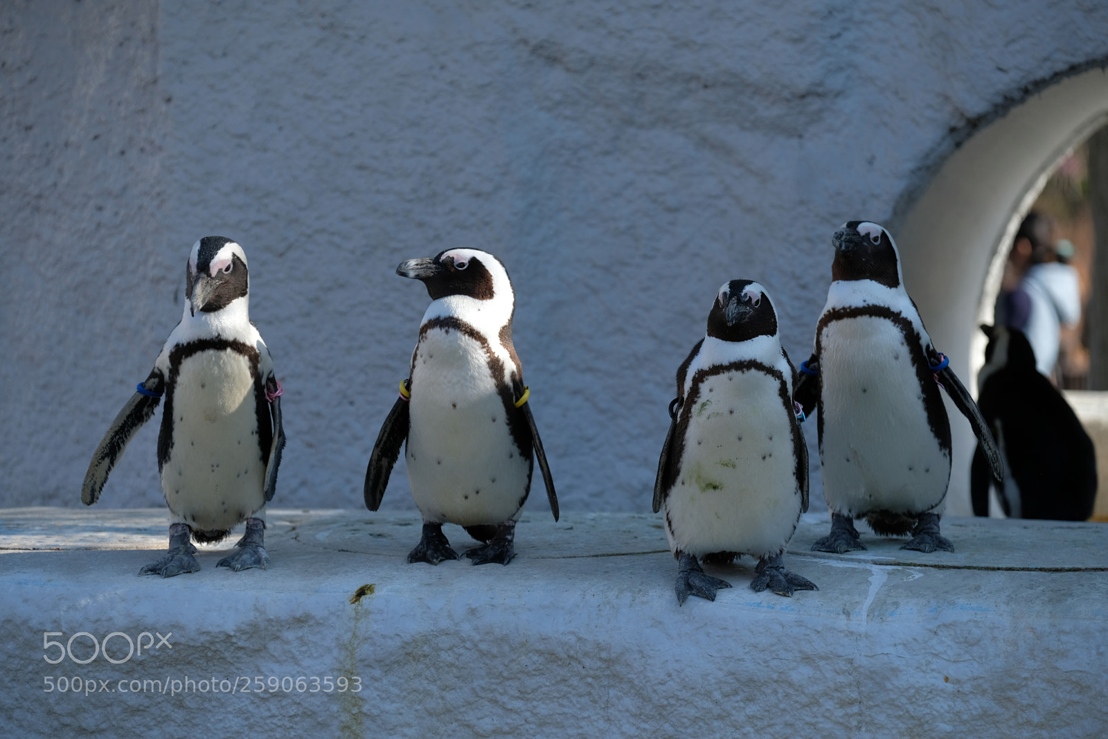 Fujifilm X-T2 sample photo. Love penguins photography