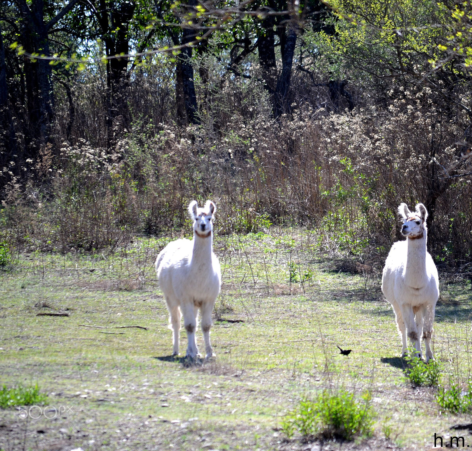 Nikon D3100 sample photo. Ffafo photography