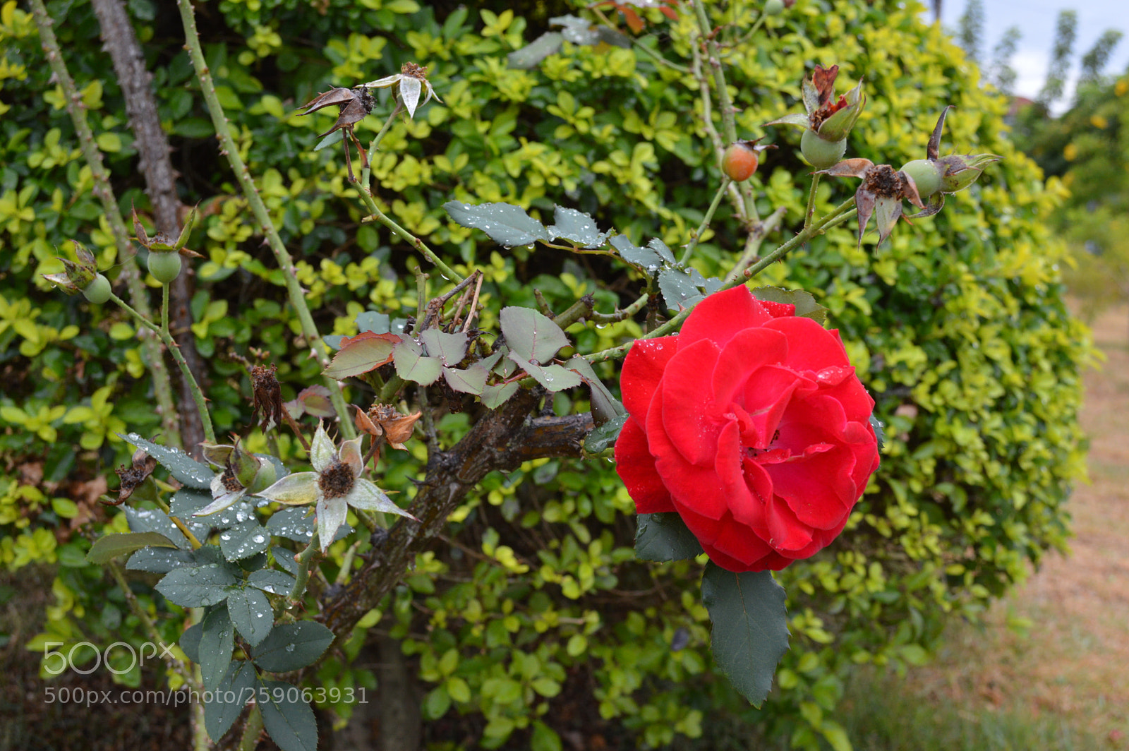 Nikon D3200 sample photo. Rosa photography