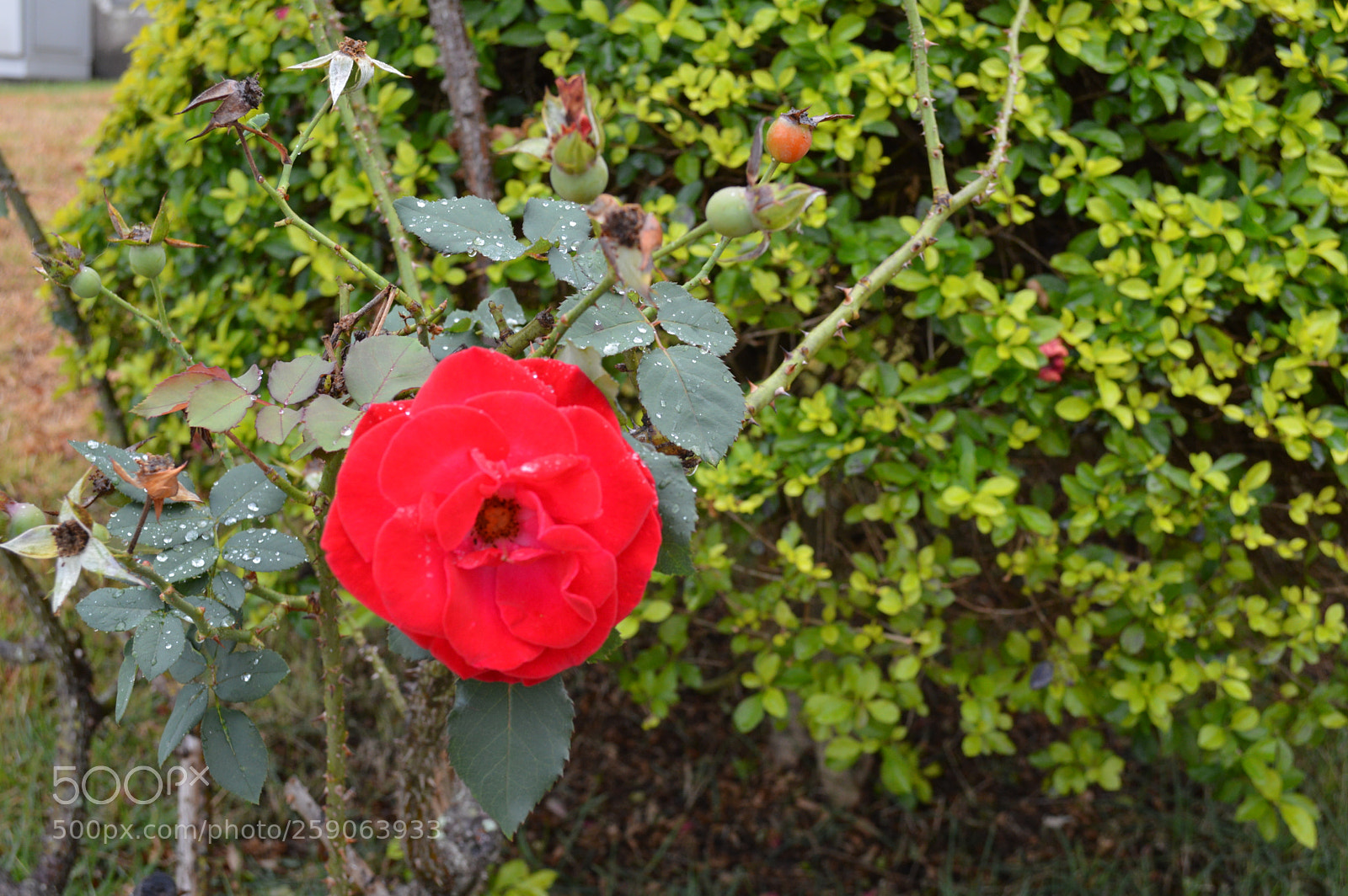 Nikon D3200 sample photo. Rosa photography