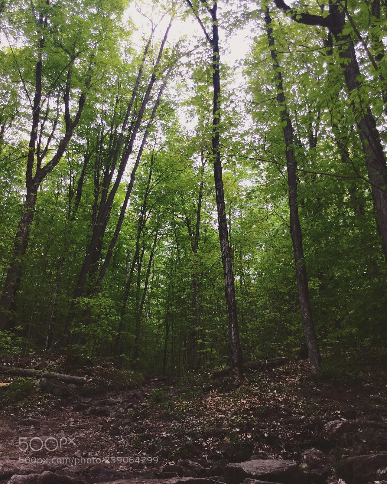 Apple iPod touch sample photo. Enclosed wilderness photography