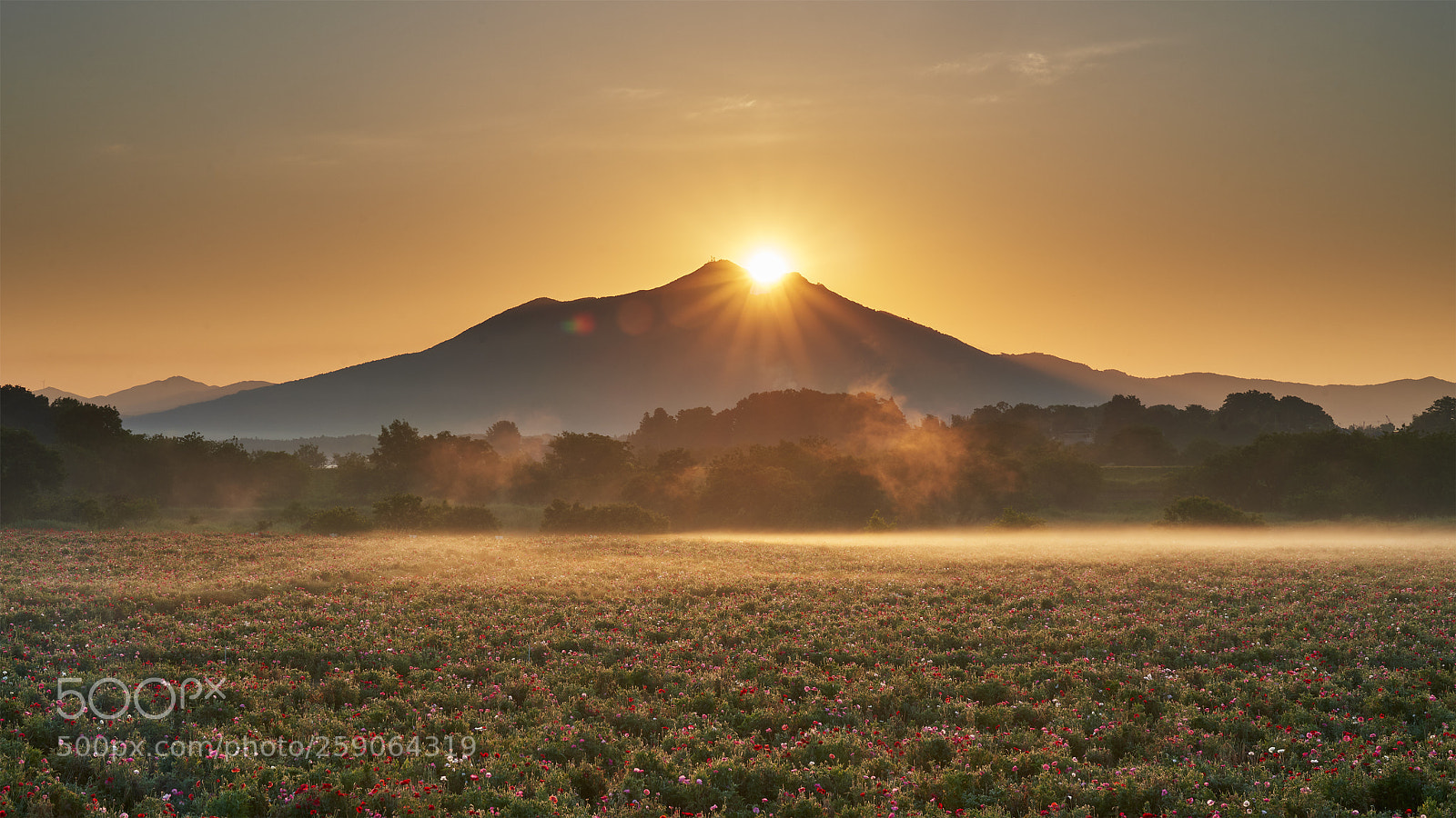Sony a7R III sample photo. Sunrise at a poppy photography