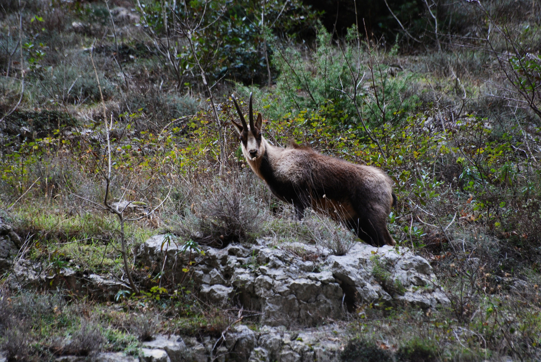 Nikon D80 + Sigma 70-300mm F4-5.6 APO DG Macro sample photo. Chamois photography