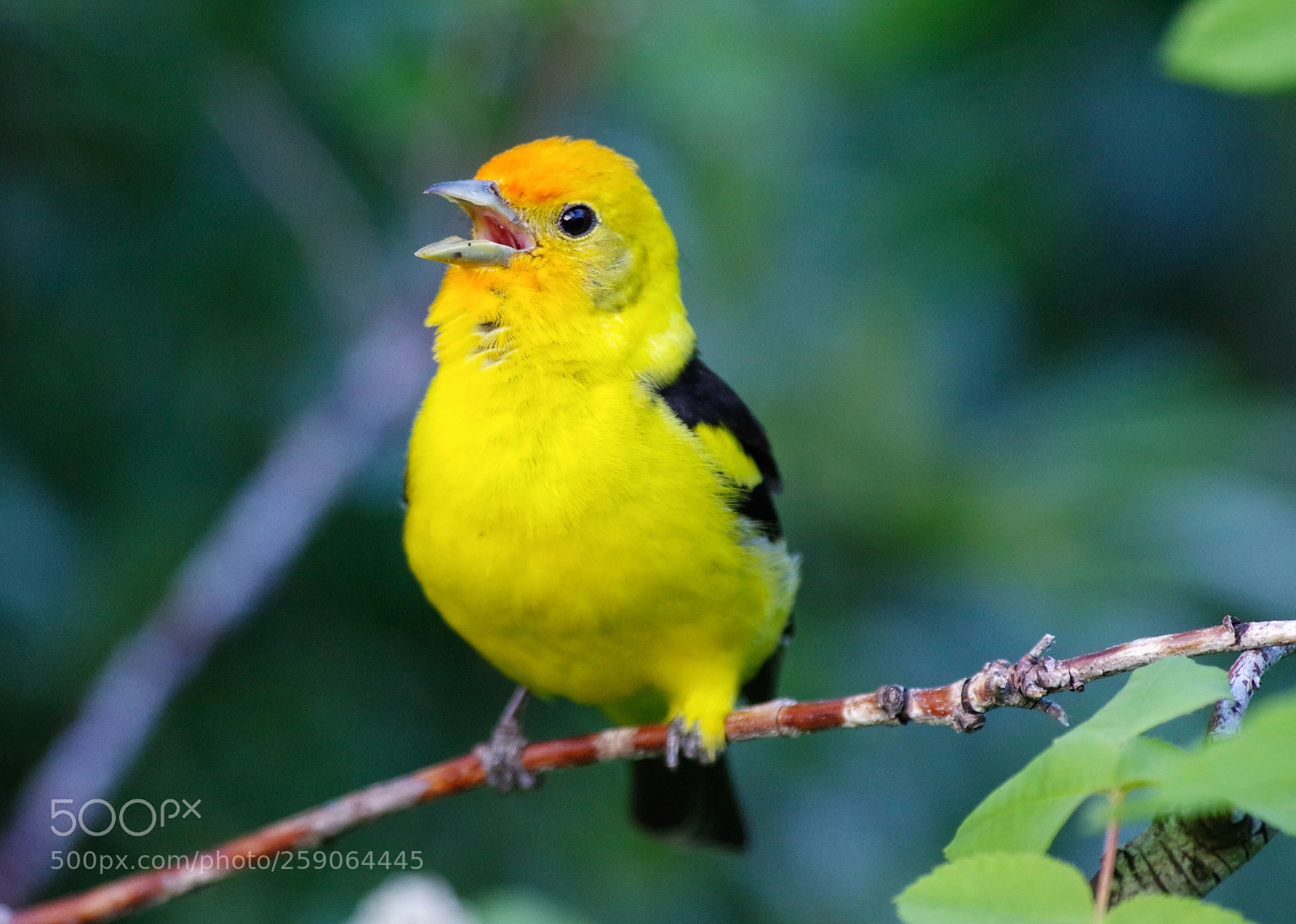 Pentax K-3 sample photo. Western tanager  photography